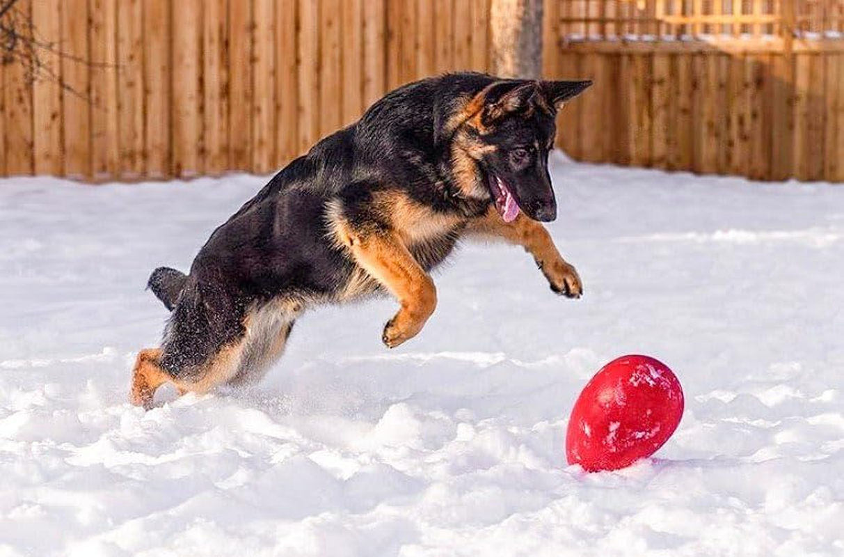 Jolly Pets Jolly Egg Dog Toy, 8 Inches/Medium, Red (JE08 RD) image number 3