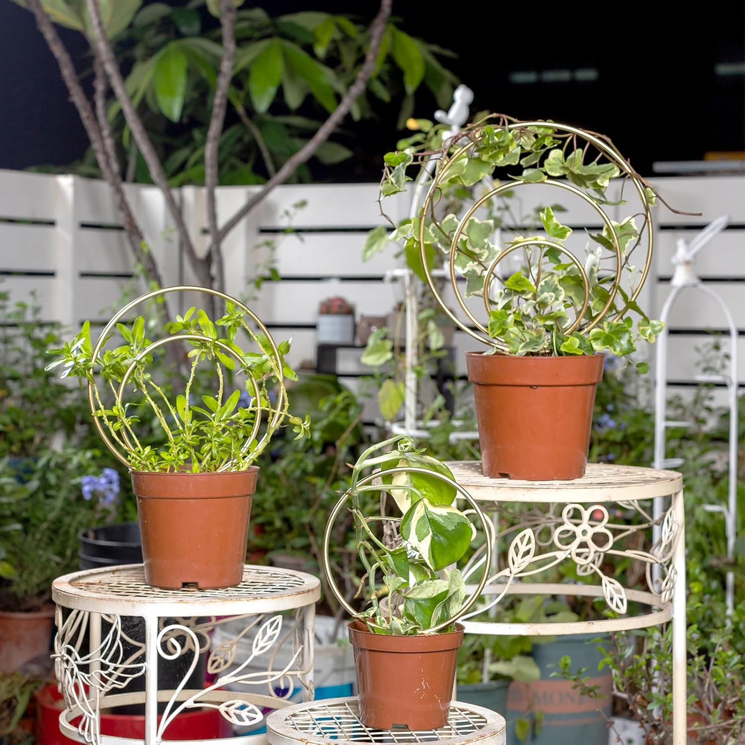 Hoya Trellis- Metal Plant Trellis Indoor 3-Pack for Climbing Plants - Gold Small Garden Trellis for Ivy and Flowers - Unique Patterns - Outdoor Potted Plant Support image number 3