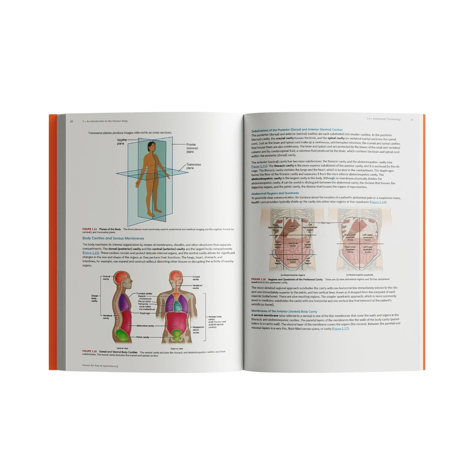 Anatomy and Physiology 2E by Openstax (Official Print Version, Hardcover, Full Color) image number 2