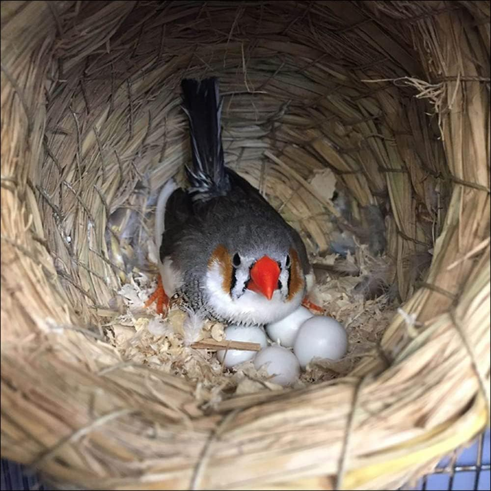 JVHLOV 20X Solid Plastic Dummy Fake Eggs, Dummy Eggs Dove, Simulation Bird Egg Bird Breeding Tool image number 4