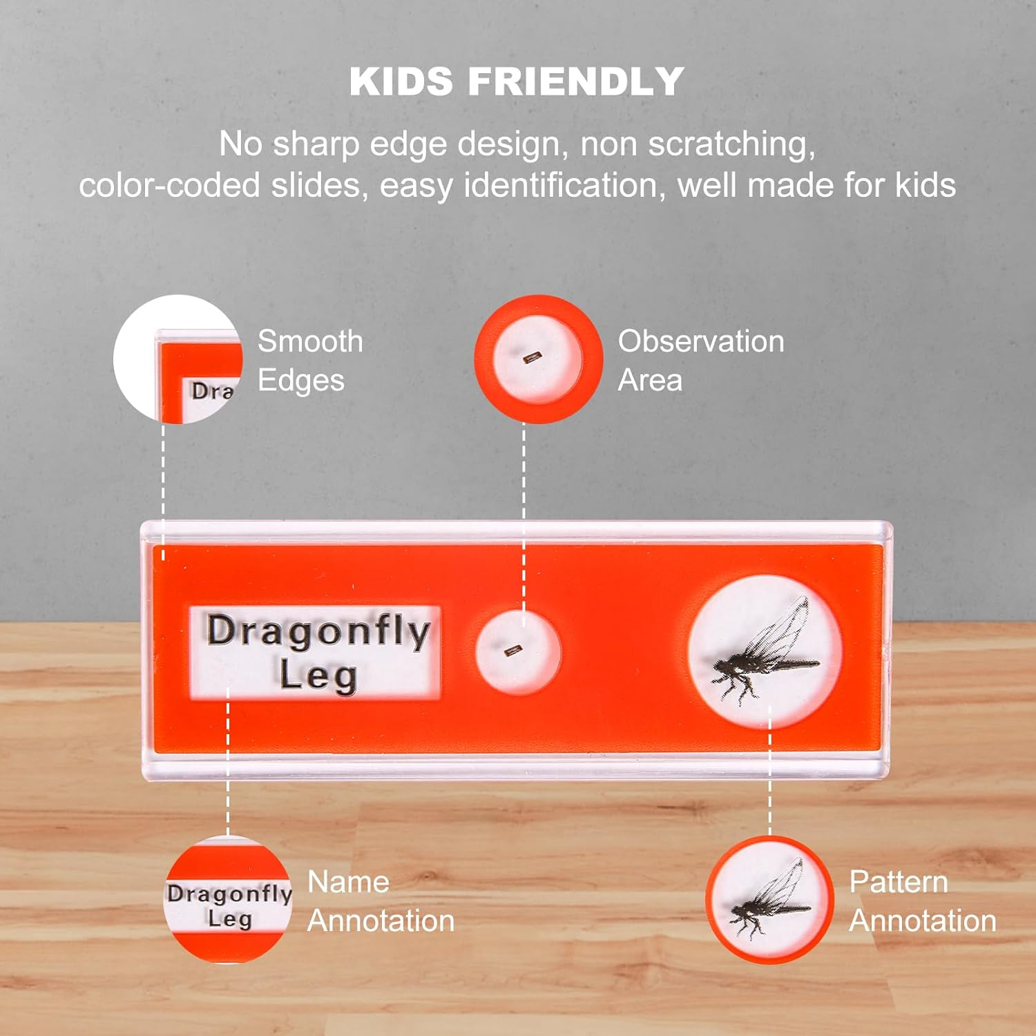 48 Prepared Microscope Slides Set of Animals Insects Plants Flowers, Biological Learning Resource Specimens for Kids Beginner Classroom Basic Science Education image number 2