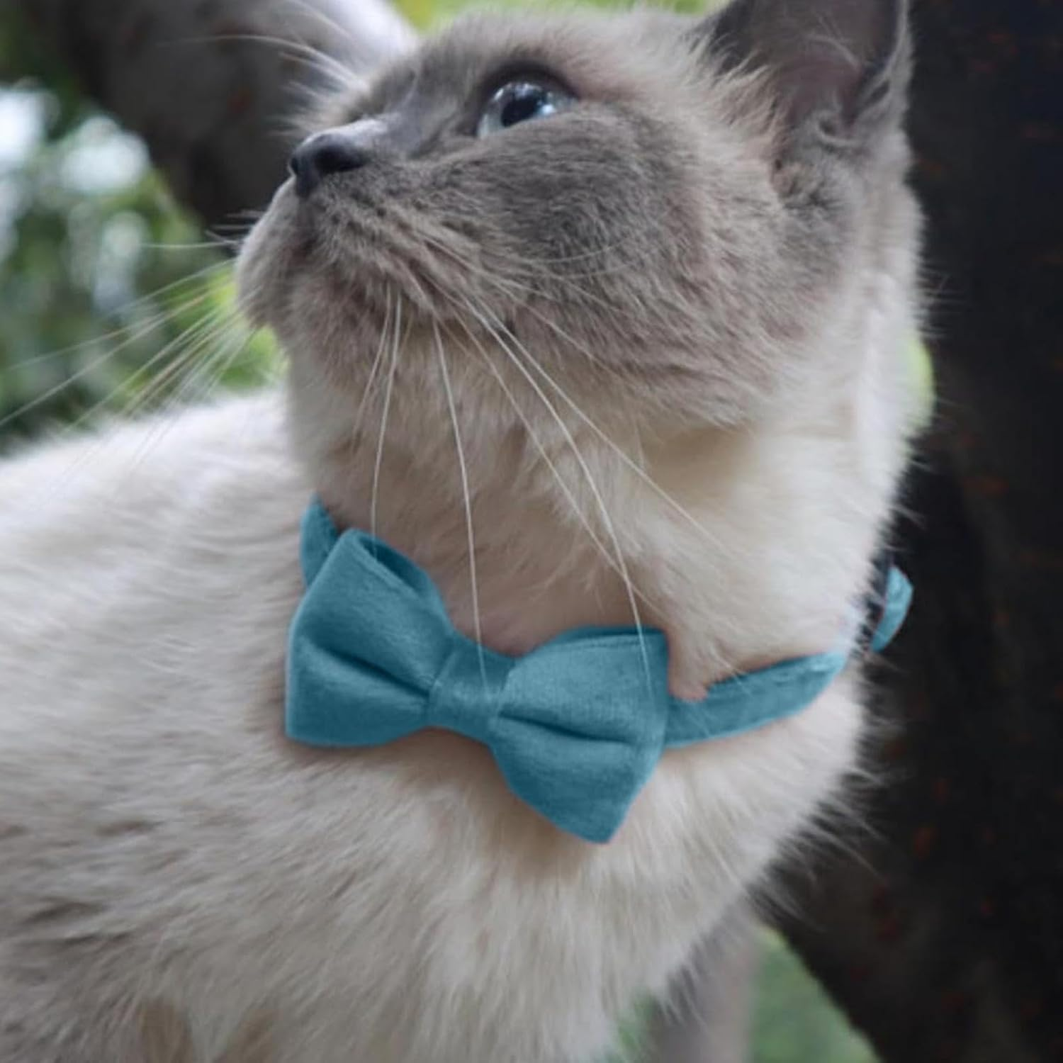 Cat Bow Tie Collar with Bell, Adjustable Cat Dog Collar with Detachable Bell Breakaway Cat Collar Comfortable Safety Pet Collar for Pet Kitten Puppy Dogs Apparel Accessories Lovely Collars for Home image number 5