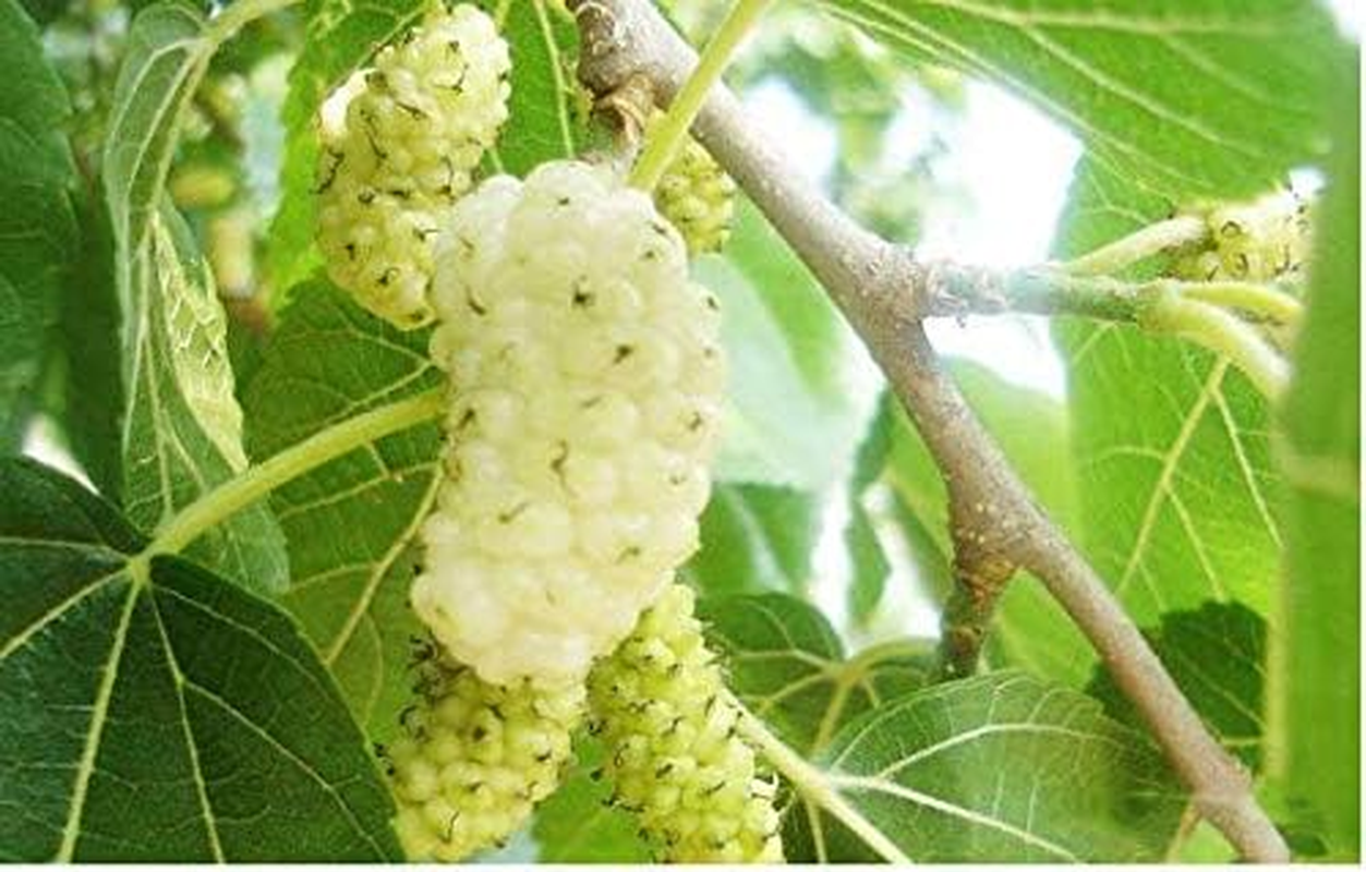 Japanese White Mulberry Leaf Matcha Style Powder - Green Superfood - Caffeine Free - Natural Green Coloring 100G Bag