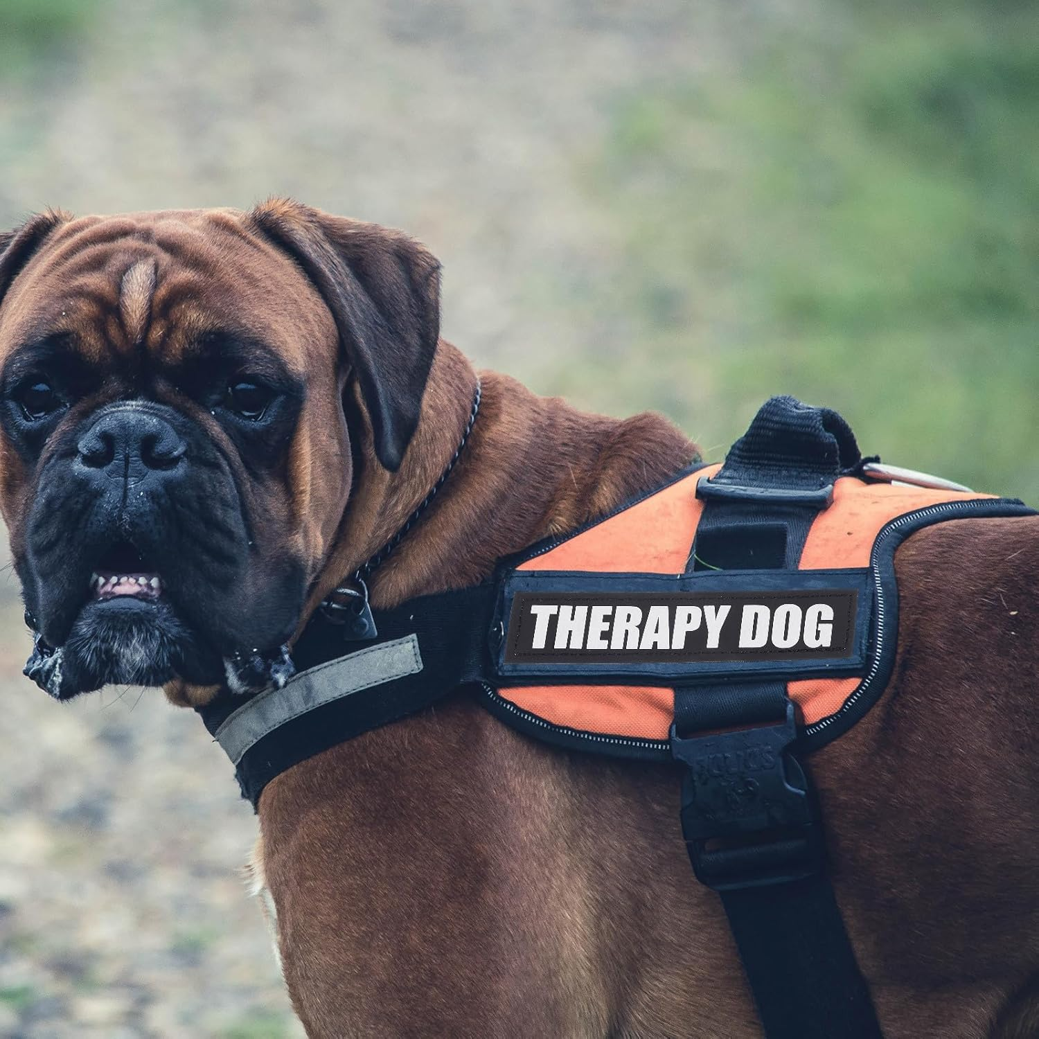 BESPORTBLE 2 Pairs Harness with Pet Clothing Dog Vest Stickers Therapy Dog Patch Dog Vest Labels Reflector Vest Dog Tags for Pets Dog Patches for Pet Dog Harness Patches Hook Pu Black image number 5