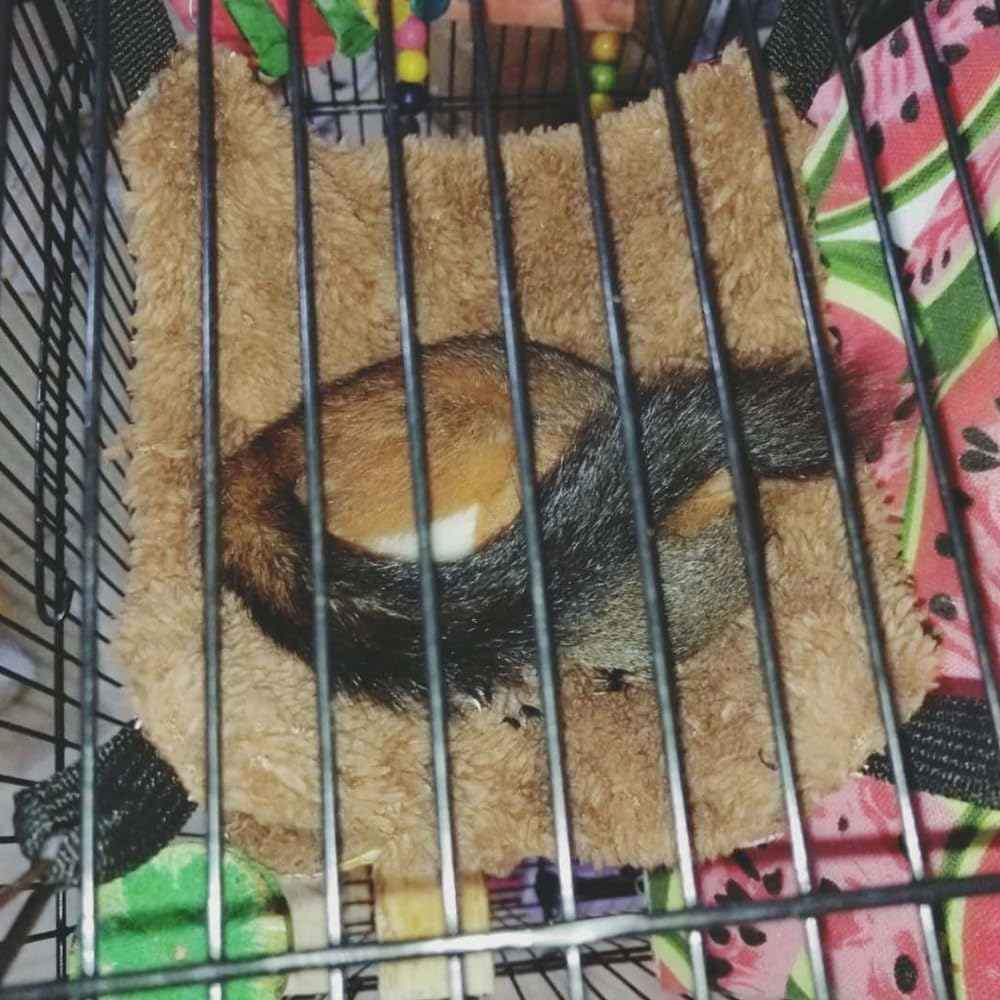 35X35Cm Blue Ferret Rat Squirrel Pet Bird Hamster Hammock Hanging Cage Nest Bed House Toys AU image number 1