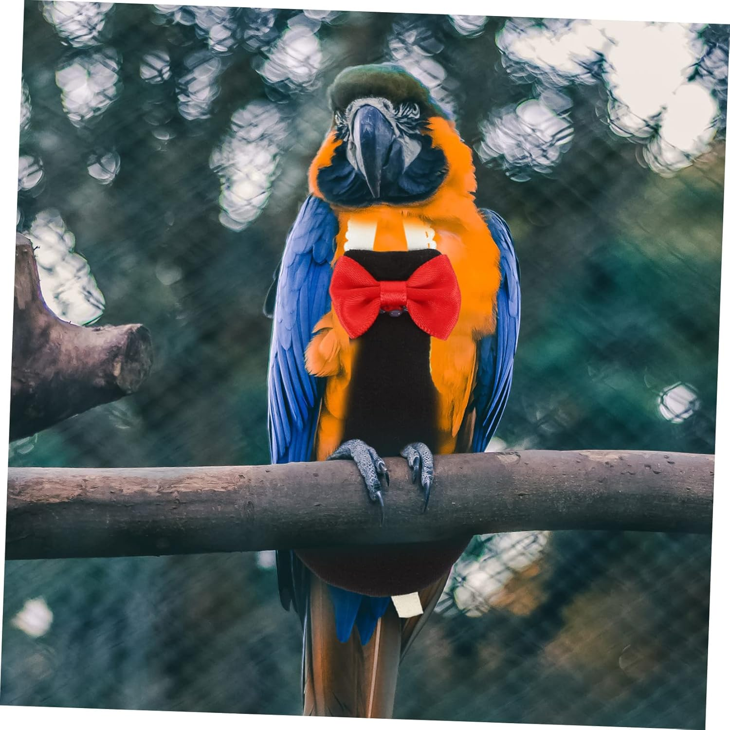 NOLITOY 5Pcs Reusable Bird Diaper Washable Flight Suit for Parrots Bird Clothes Macaw Diaper XL image number 3