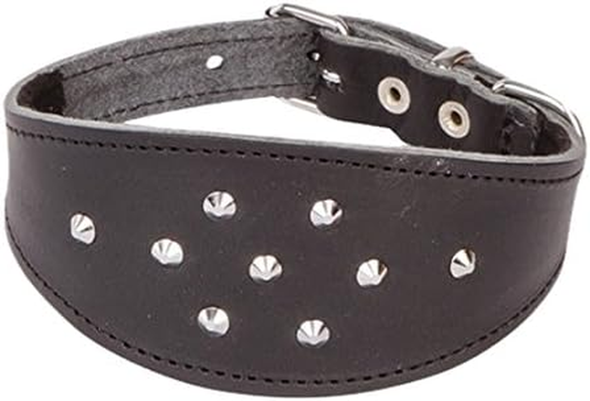 Dingo Decorative Black Leather Collar with Studs for Hound, Whippet, Pariah, Sighthound, Pointer and Other Gun Dog Breeds 12384