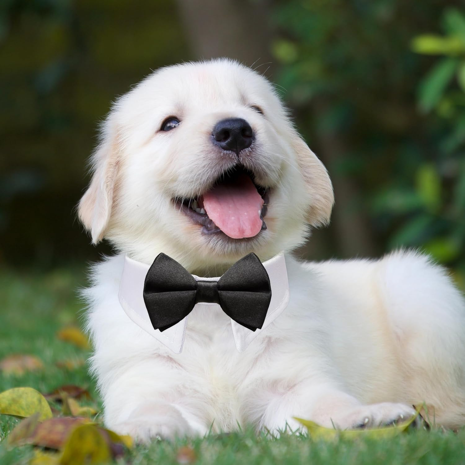 Dog Bowtie, KOOLMOX Tux Dog Collar for Weddings with Handcrafted Adjustable White Collar and Black Tie, Classic Neck Tie for Small to Medium Dogs Cats Puppies Valentine'S Costumes image number 6