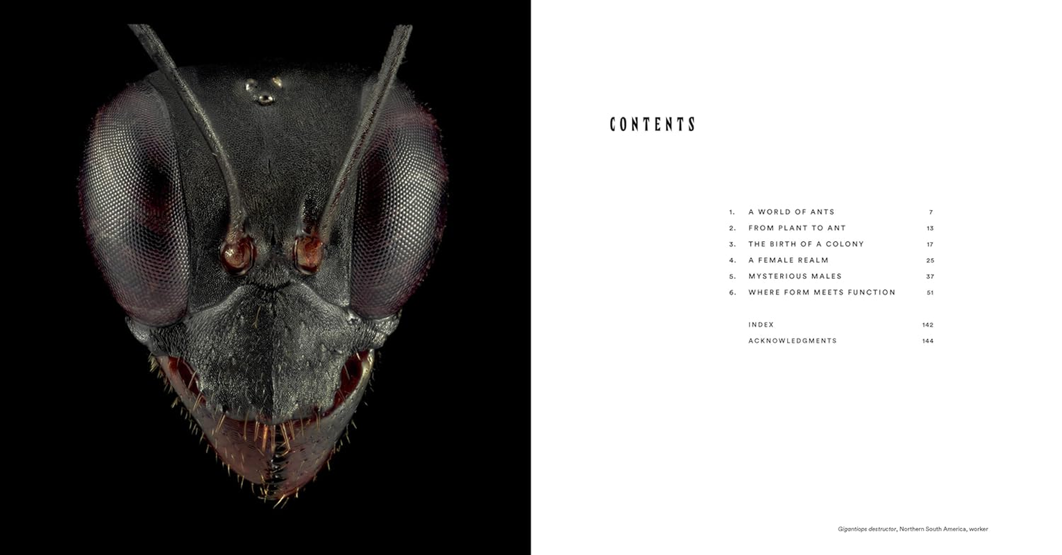 Ants:Workers of the World image number 2