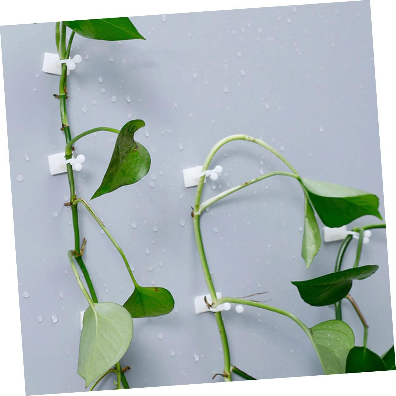 Yardenfun 100Pcs Plant Climbing Wall Fixture Clips for Money Plants Self-Adhesive Indoor/Outdoor Support Hooks Small White