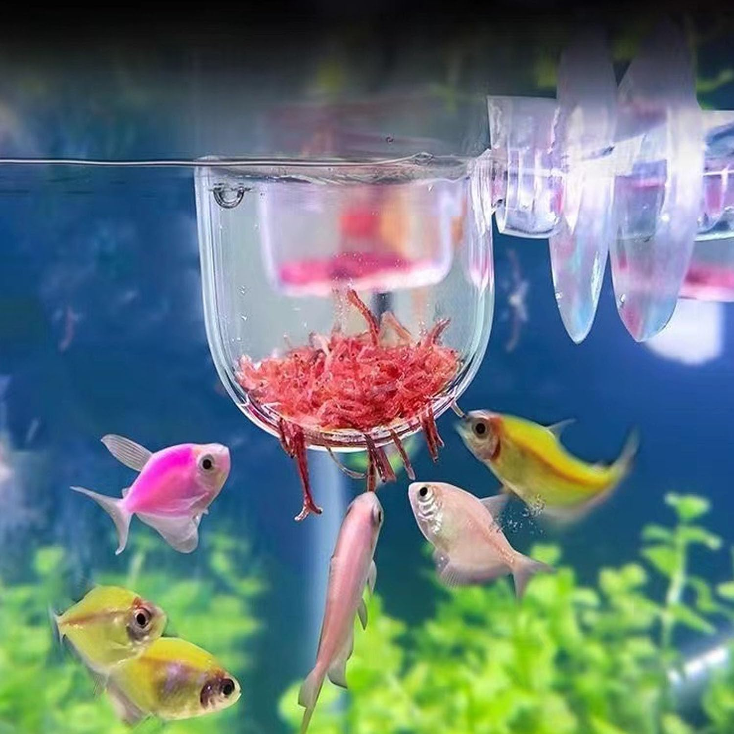 6PCS Fish Tank Aquatic Red Worm Feeder, Acrylic Aquarium Fish Feeder Holder with 6 Suction Cups, Aquarium Clear Acrylic Shelf,Plant Holder for Aquarium Fish Feeding Cups Fish Food Container image number 5