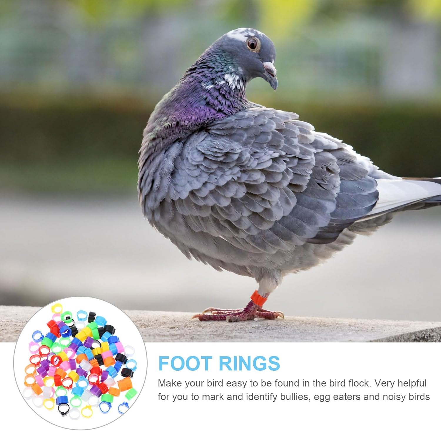 Kisangel Pigeon Foot Rings Bird Leg Bands 100Pcs Plastic Identification Rings for Pigeons Parakeets Cockatiels and Small Birds Bird Supplies image number 4