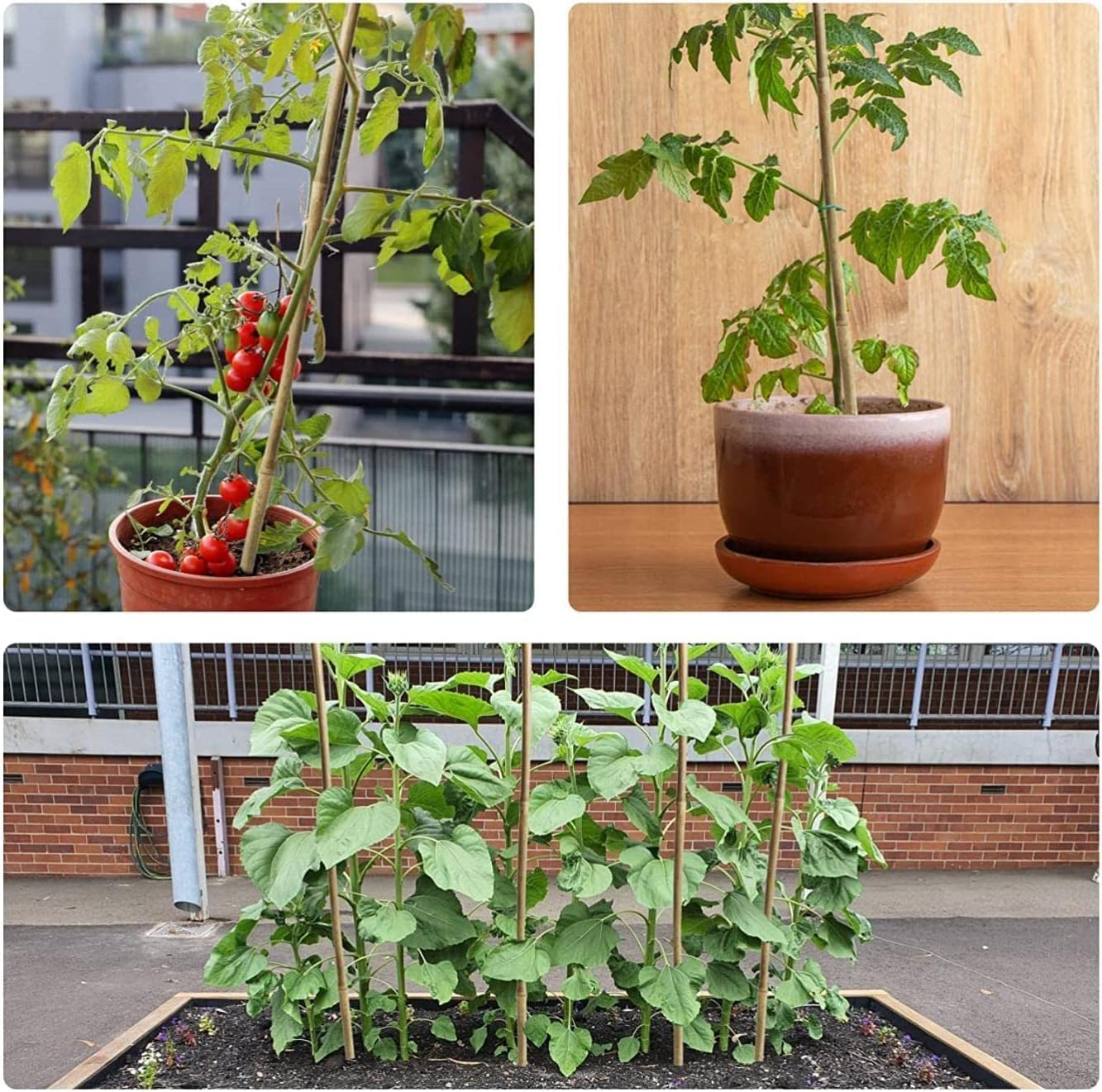 Jollybower 30Pcs Bamboo Stakes 60Cm,Plant Stake, Natural Garden Stakes for Tomato, Bean, Flowers,Trees Potted and Climbing Plant Support image number 5