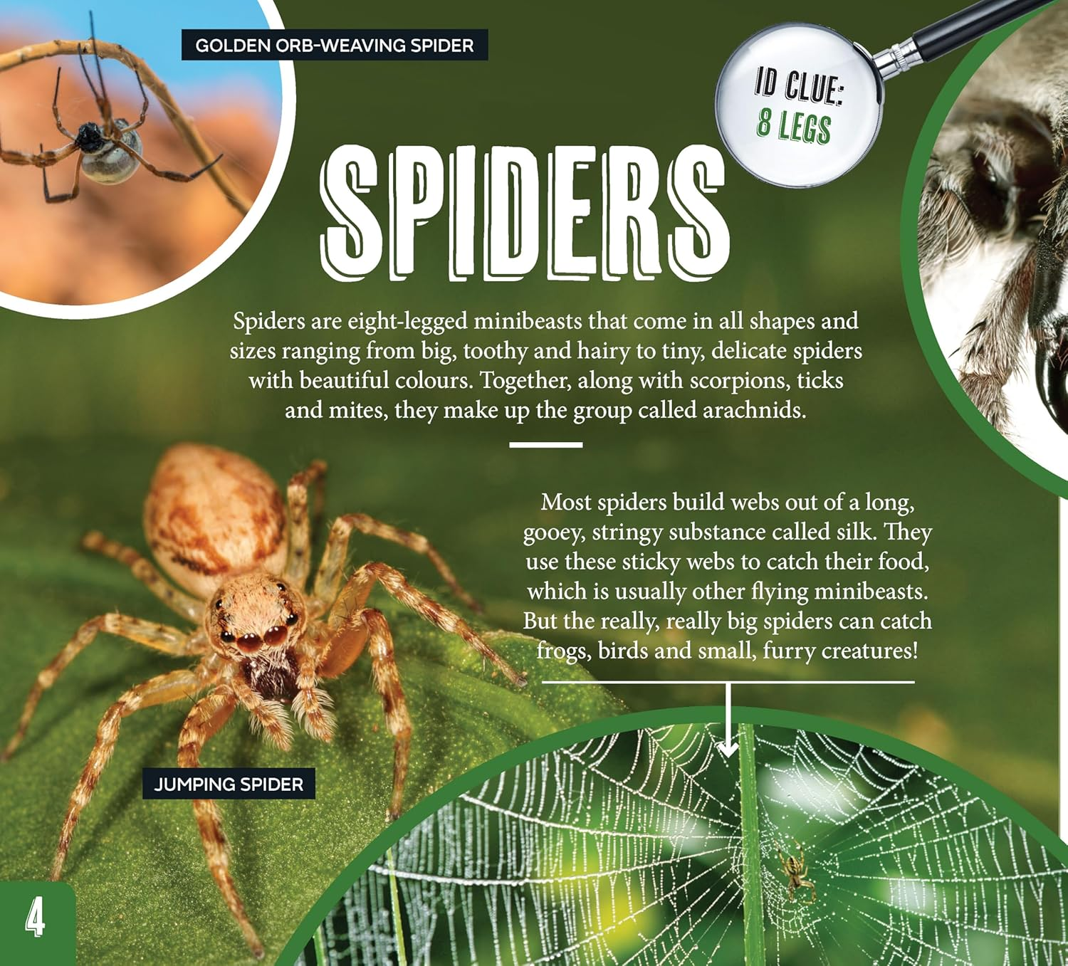 AG Discover: Minibeasts image number 6