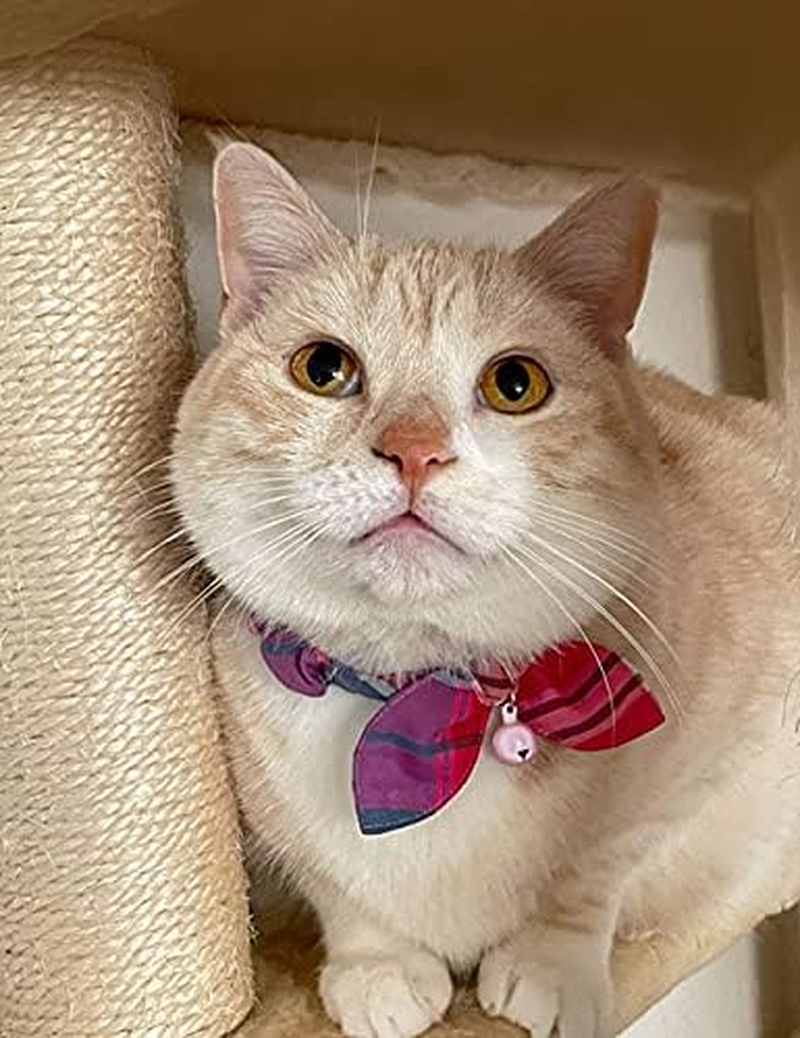 Cat Life Chunchie Collar Changing Size, Madras Plaid, Orange