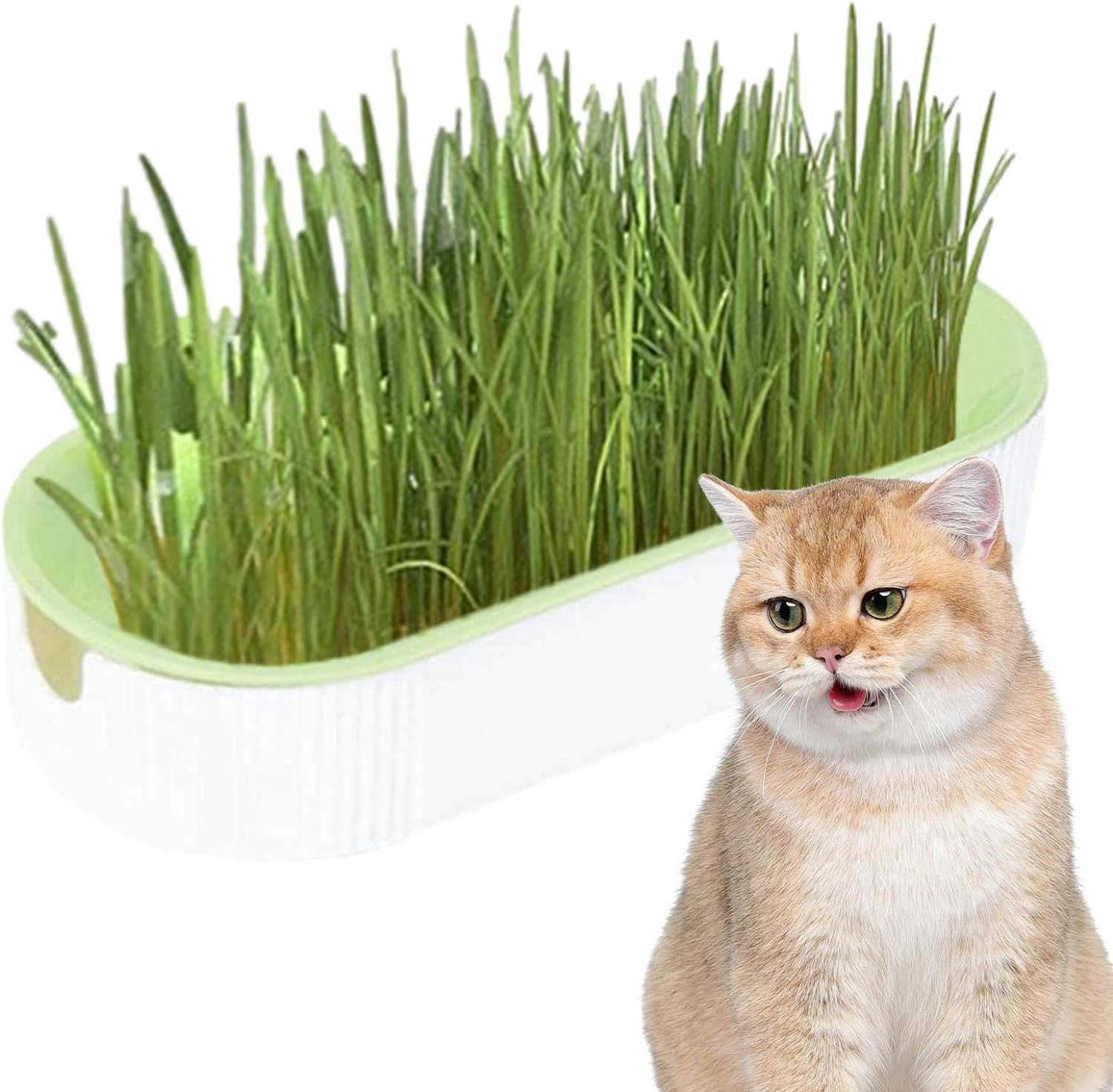 Cat Grass Growing Kit, Pet Grass Growing Kit, Indoor Cat Grass, Cat Grass Planting Box with Seeds, Soil- Cat Snacks Hairball Removal Pet Food for Nursery, Garden and Indoor Balcony image number 2