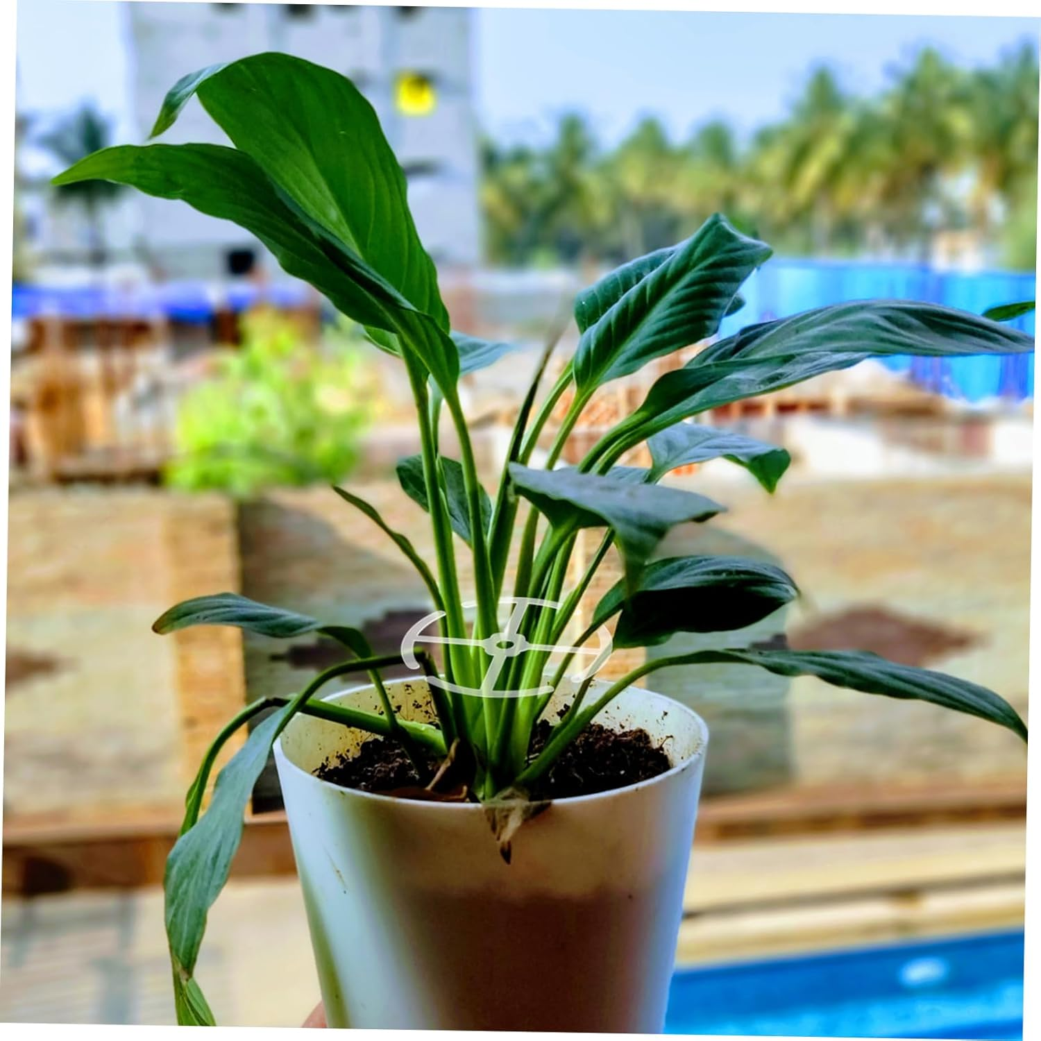 ROMISBABA 4Pcs Plant Stem Holders for Indoor Gardening Support Rack for Climbing Plants Sturdy Fixed Holder for Flowers and Bonsai Easy to Install Space-Saving Design image number 5