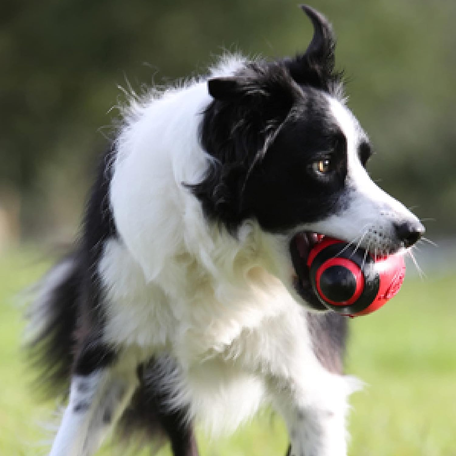 Nerf Dog Rubber Football Dog Toy with Interactive Squeaker, Lightweight, Durable and Water Resistant, 7 Inch Diameter for Medium/Large Breeds, Single Unit, Red image number 2