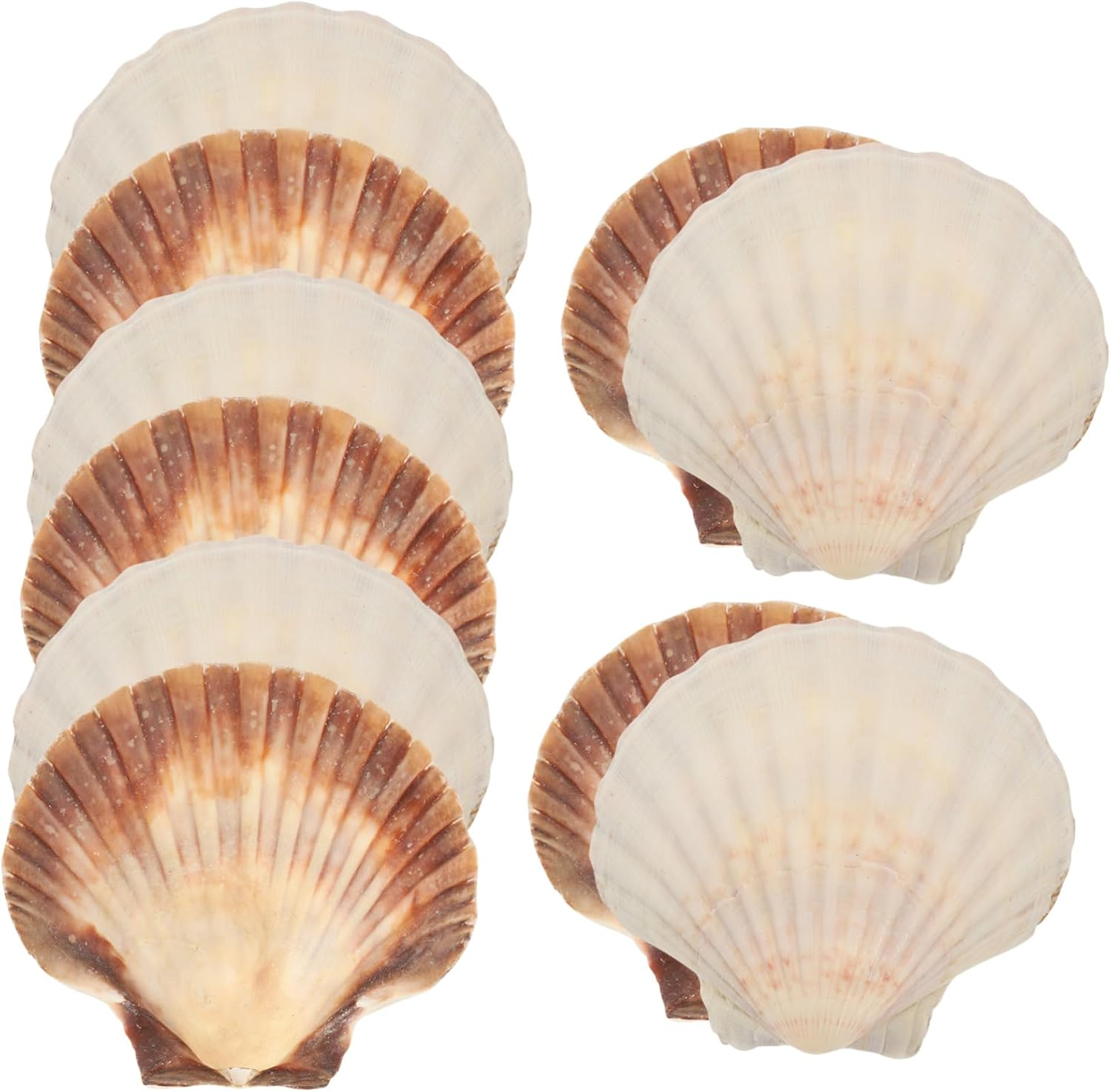 GARIOUANS Natural White Scallop Shells DIY Crafts 10Pcs 9-12Cm Natural Seashells Aquarium Fish Tank Decoration Landscaping Ornament for Aquatic Pets image number 4