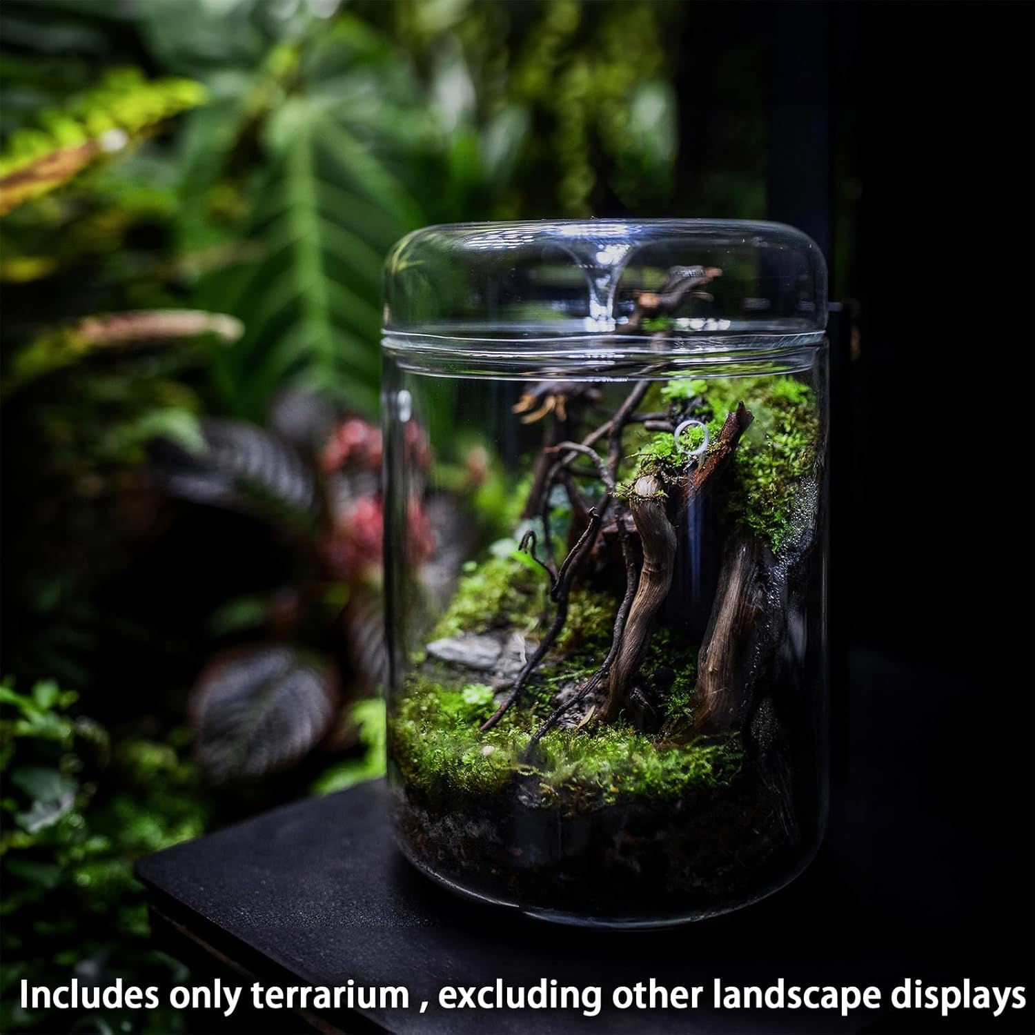 SARUFO Small Glass Plant Terrarium 4.7"X7" Inches Succulent Air Planter Fern Moss Micro-Landscape Vase for Home Garden Office Tabletop Decoration Container with Lid Indoor Wardian Copyright Patent