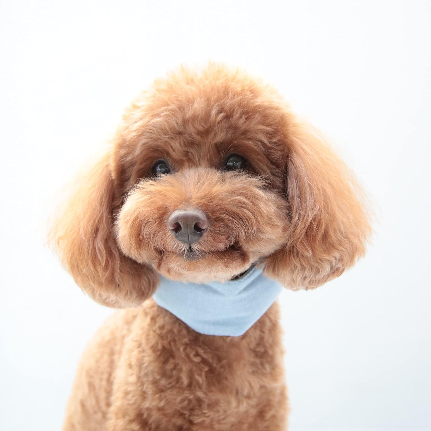 Dog & Life Cool Neckband EX (Soft Ice Pack Included) Blue Dog L Size image number 1