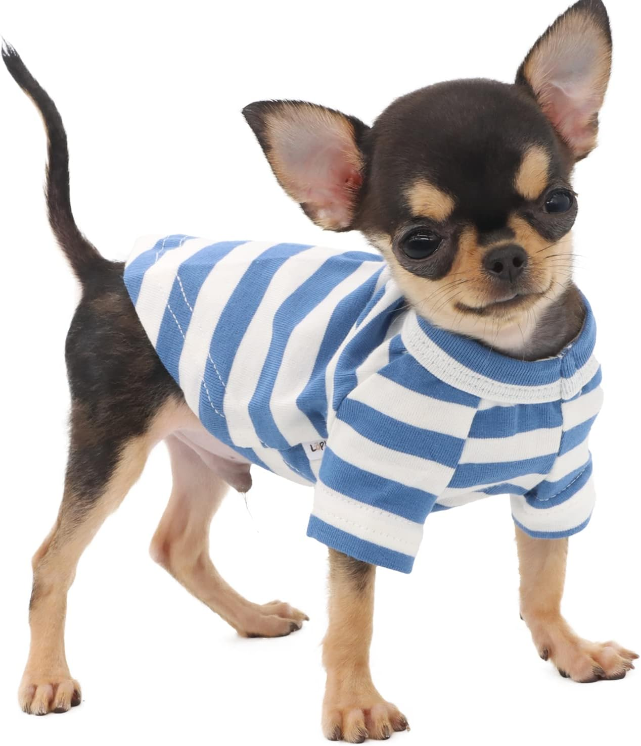 LOPHIPETS 100% Breathable Cotton Striped Dog Tee Shirt T-Shirt for Small Dogs Chihuahua Puppy Clothes -Orange and Blue Strips/M