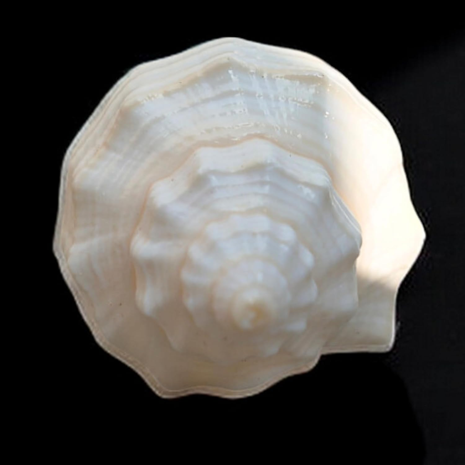 Decorative Shankh 2 Inch (Set of 2) &ndash; Auspicious Conch Shells for Pooja, Vastu, and Home Decor | Hindu Ritual Shankh for Mandir, Spiritual Gift, Temple Decoration, and Positive Energy image number 2