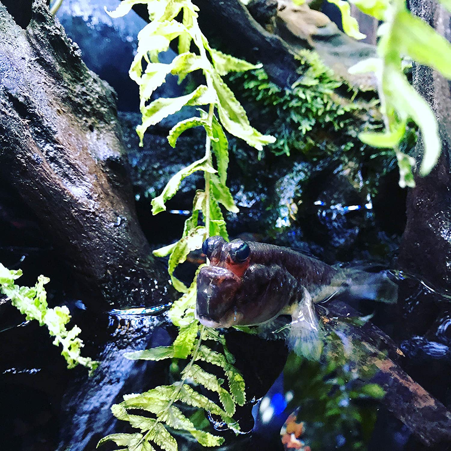 Seachem 116043304 Prime Concentrated Conditioner 500 Ml, 500 Ml image number 4