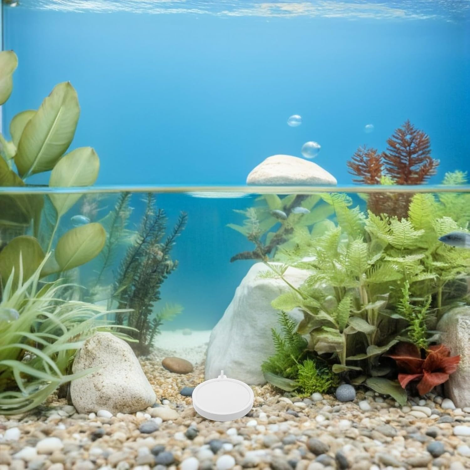FUTUREORYY 2Pcs Air Stone Aquarium Bubble Diffuser with round Base Bubbler Disc for Fish Tanks Fine Bubble Production Wear-Resistant Material Easy Installation for Aquatic Use image number 1