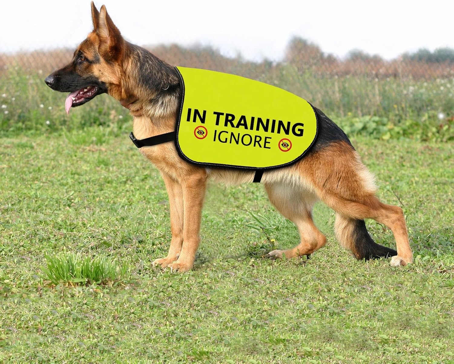 Training Dog Jacket Vest in Training Ignore Dog Vest Dog Walking Slogan Warning Vest (In Training Ignore-Large) image number 3