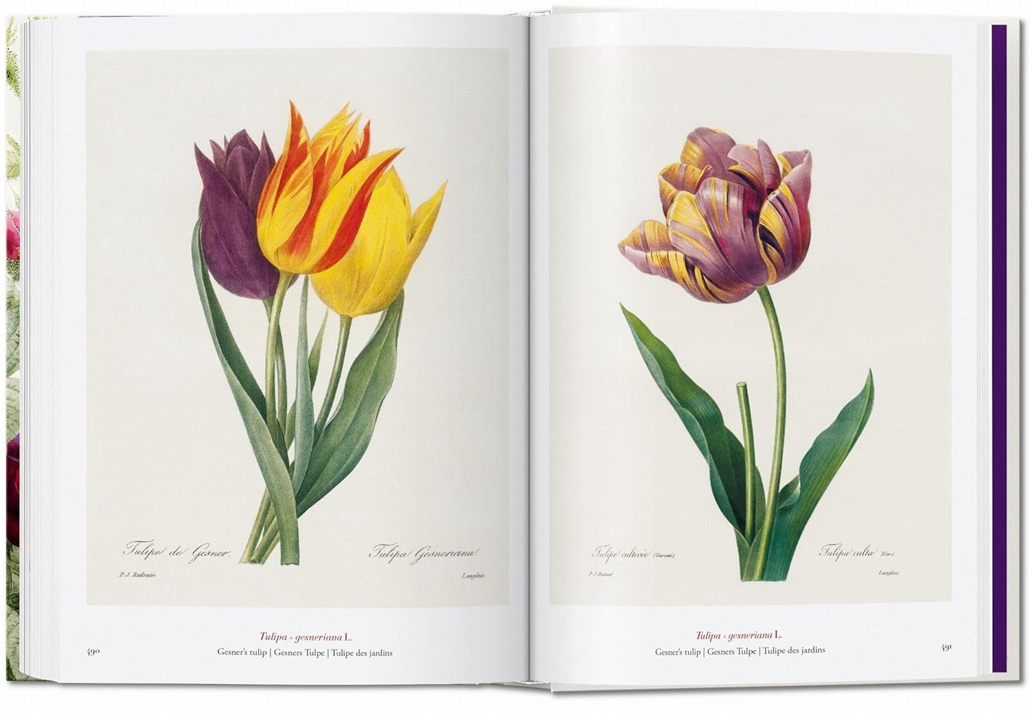 Redout&eacute;. the Book of Flowers. 40Th Ed. image number 4