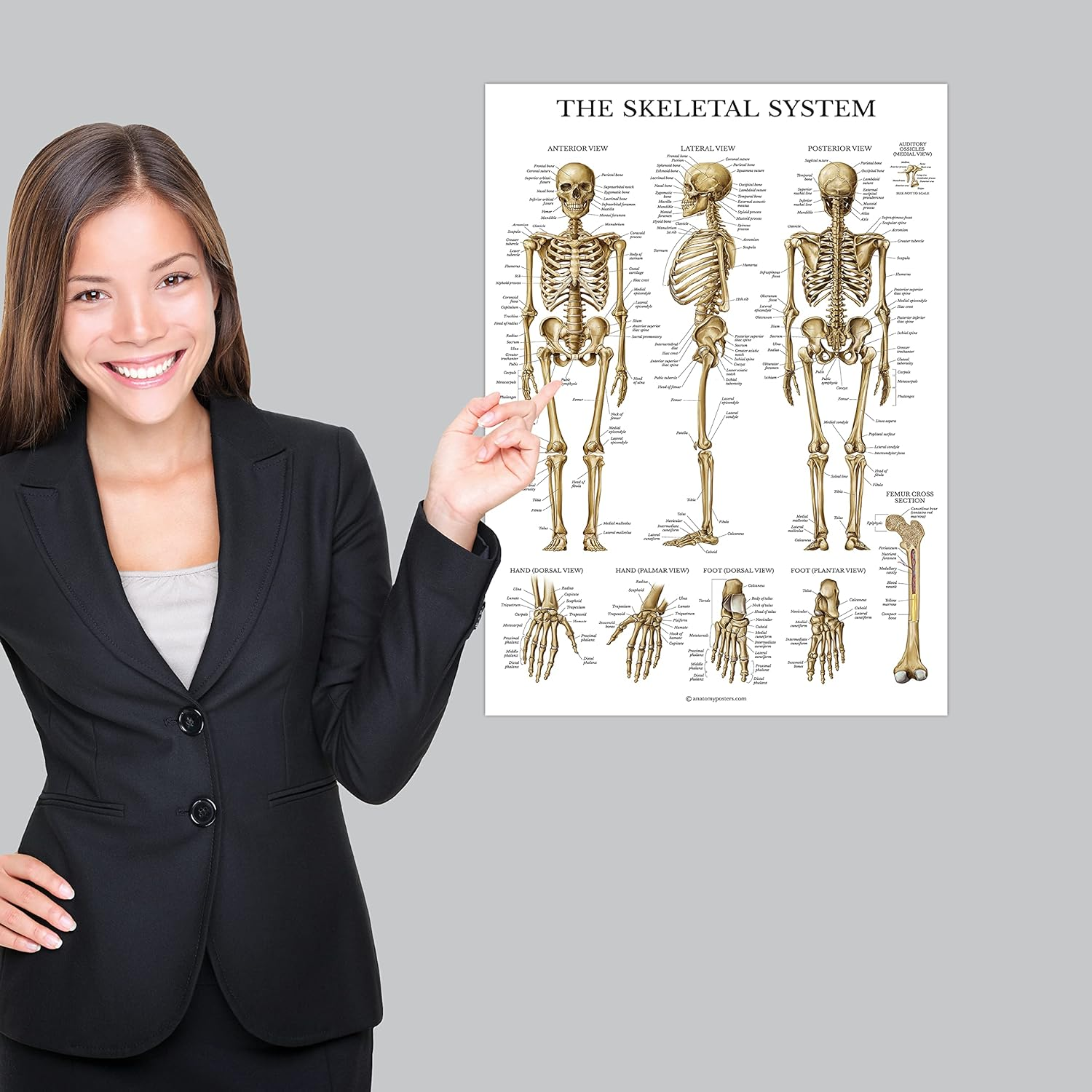 Palace Learning Muscular & Skeletal System Anatomical Poster Set - LAMINATED 2 Chart Set - Human Skeleton & Muscle Anatomy - (18 X 27) image number 2