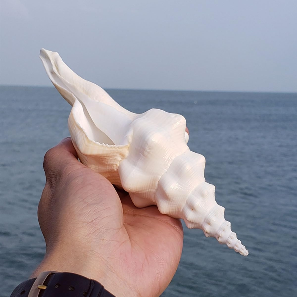 Shells,Conch Shell, Shells Natural Super Conch Landrace Spiral Snail for Decorations DIY Crafts Various(20~21Cm) image number 1