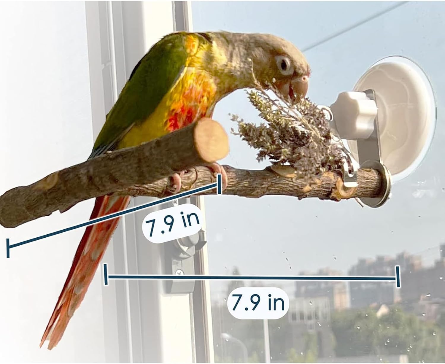 Portable Bird Perch Stand- T-Shaped Natural Apple Wood with Vacuum-Grip Suction Cup for Windows, Flat Tiles, Bath/Car/Travel - Durable & Safe for Parrots, Cockatiels, Lovebirds (Small to Medium Birds) image number 5
