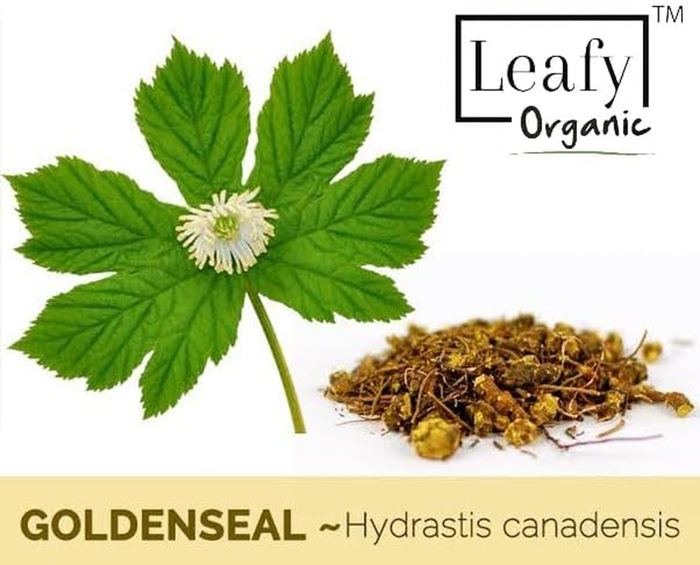 Goldenseal Root Powder - 3.5 Oz Pure Natural Goldenseal Root Powder Supplement (100Gram) image number 2