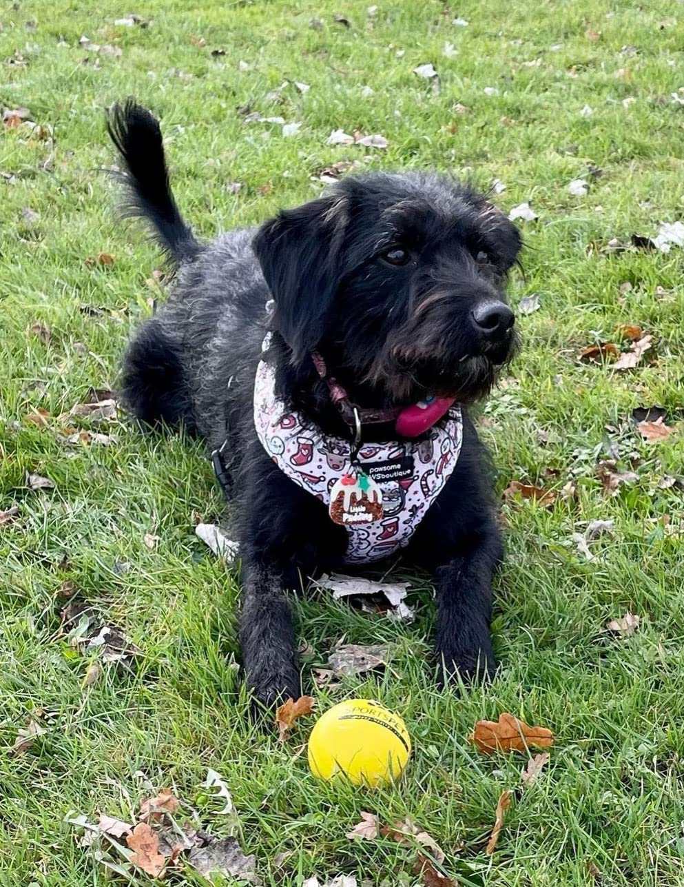 SPORTSPET Tough Bounce Natural Rubber Dog Balls - Highly Durable Tough Bounce Balls (65Mm) image number 2