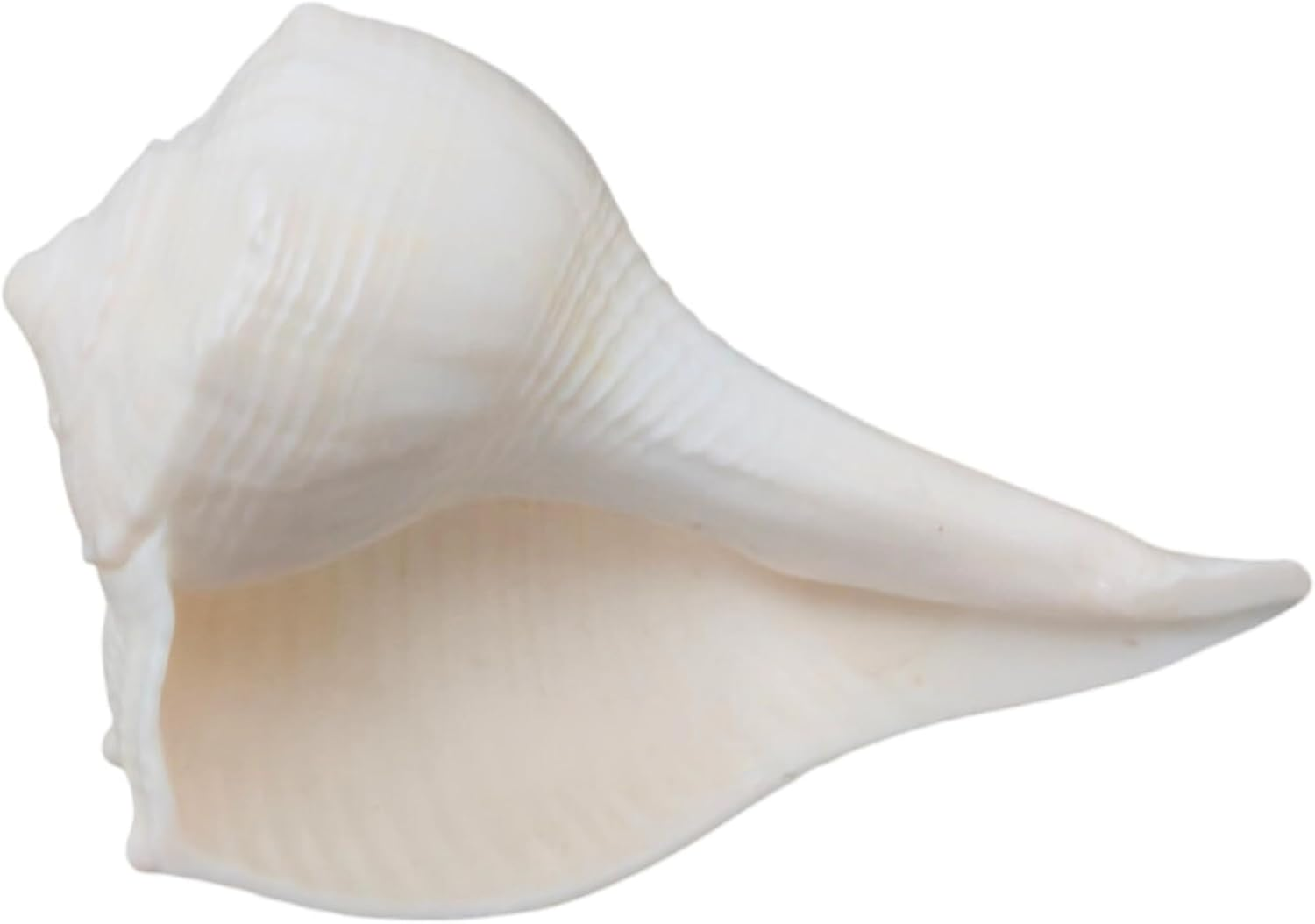 Dakshinavarti Shankh 2"Inch &ndash; Rare Right-Handed Valampuri Conch | White Lakshmi Shankh for Pooja, Abhishek, Vastu | Natural Hindu Religious Shell for Worship & Gifting &ndash; Small Size image number 5