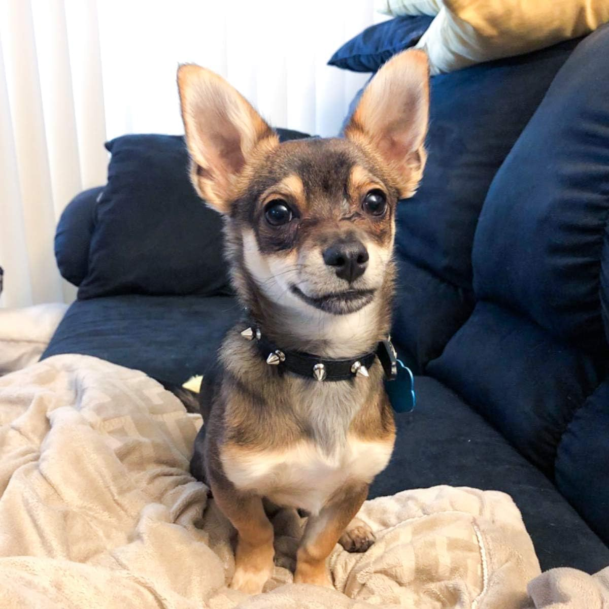 Spiked Dog Collar, Spike Collar for Dogs Punk PU Leather Spiked Cat Collar Adjustable Puppy Collars (Black, M) image number 4