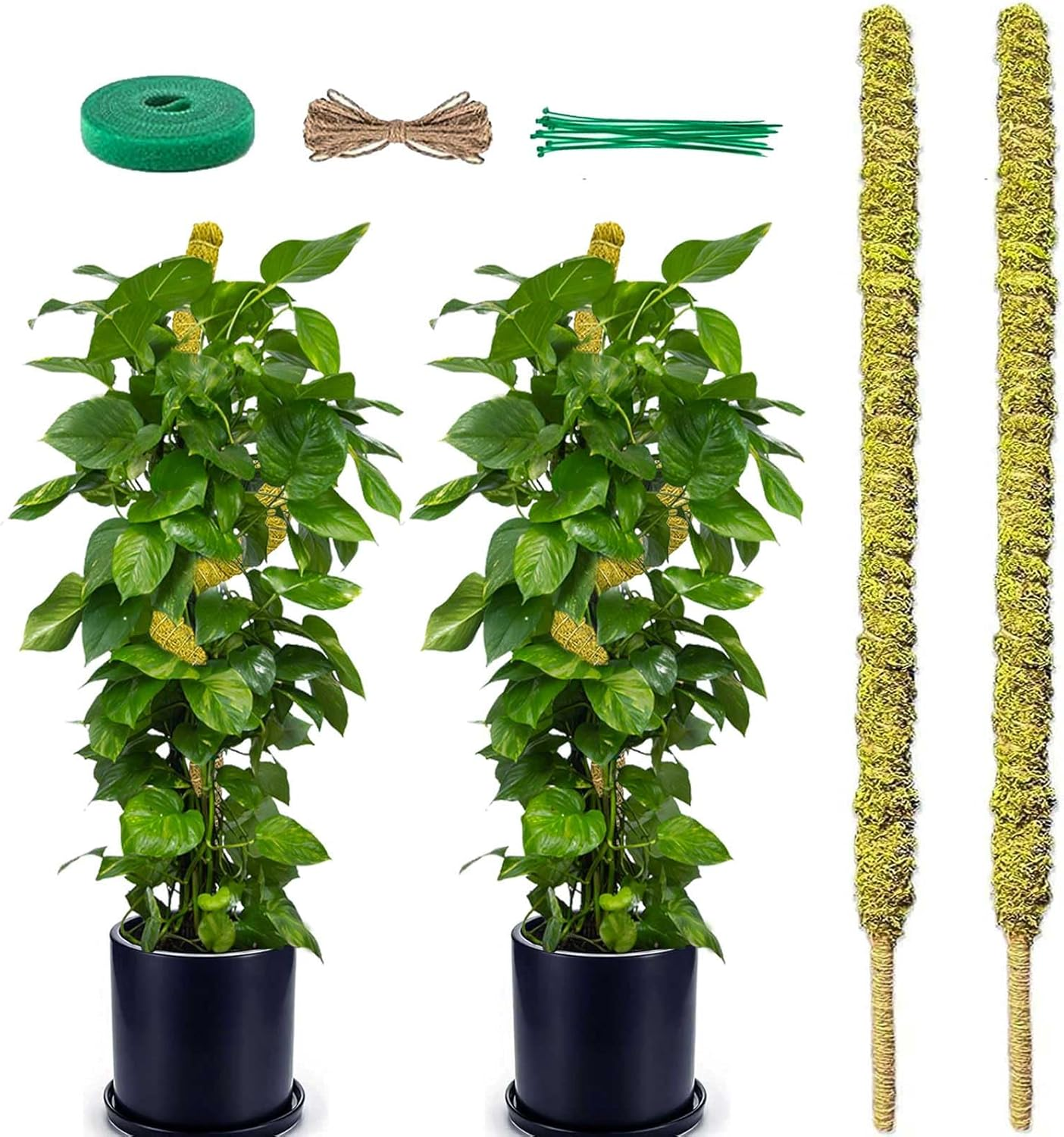 Moss Pole Plant Stakes Support 25 Inch Coco Coir Pole for Plants Monstera Indoor Plants Climbing Plants Growth Pack of 2 (Moss) image number 2