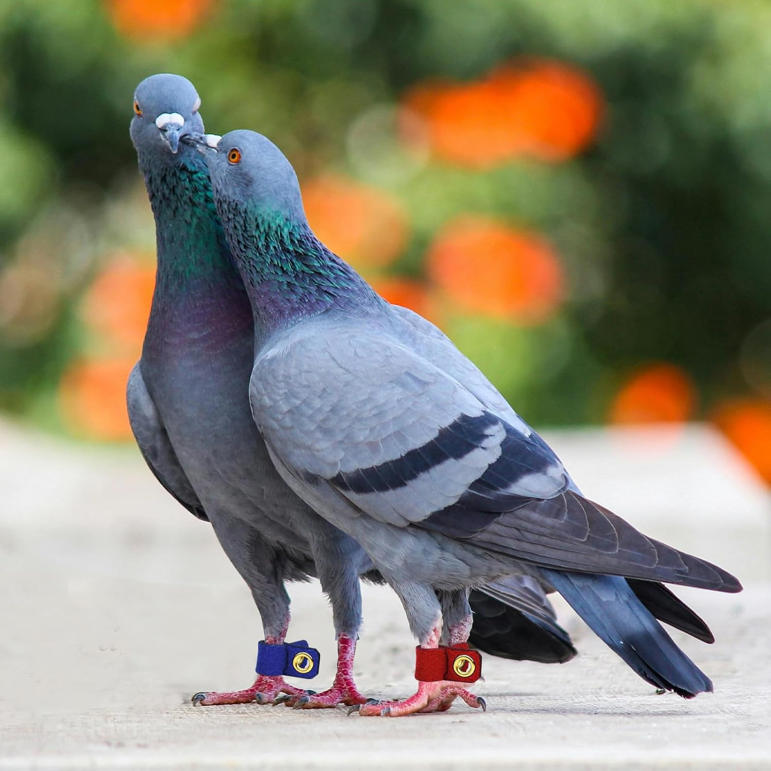 NUOBESTY 4 Sets Suede Cloth Bird Leg Rings Parrot Ankle Bands with Open Design for Pigeon Foot Protection and Bird Identification Suitable for Cockatiels and Budgerigars image number 1