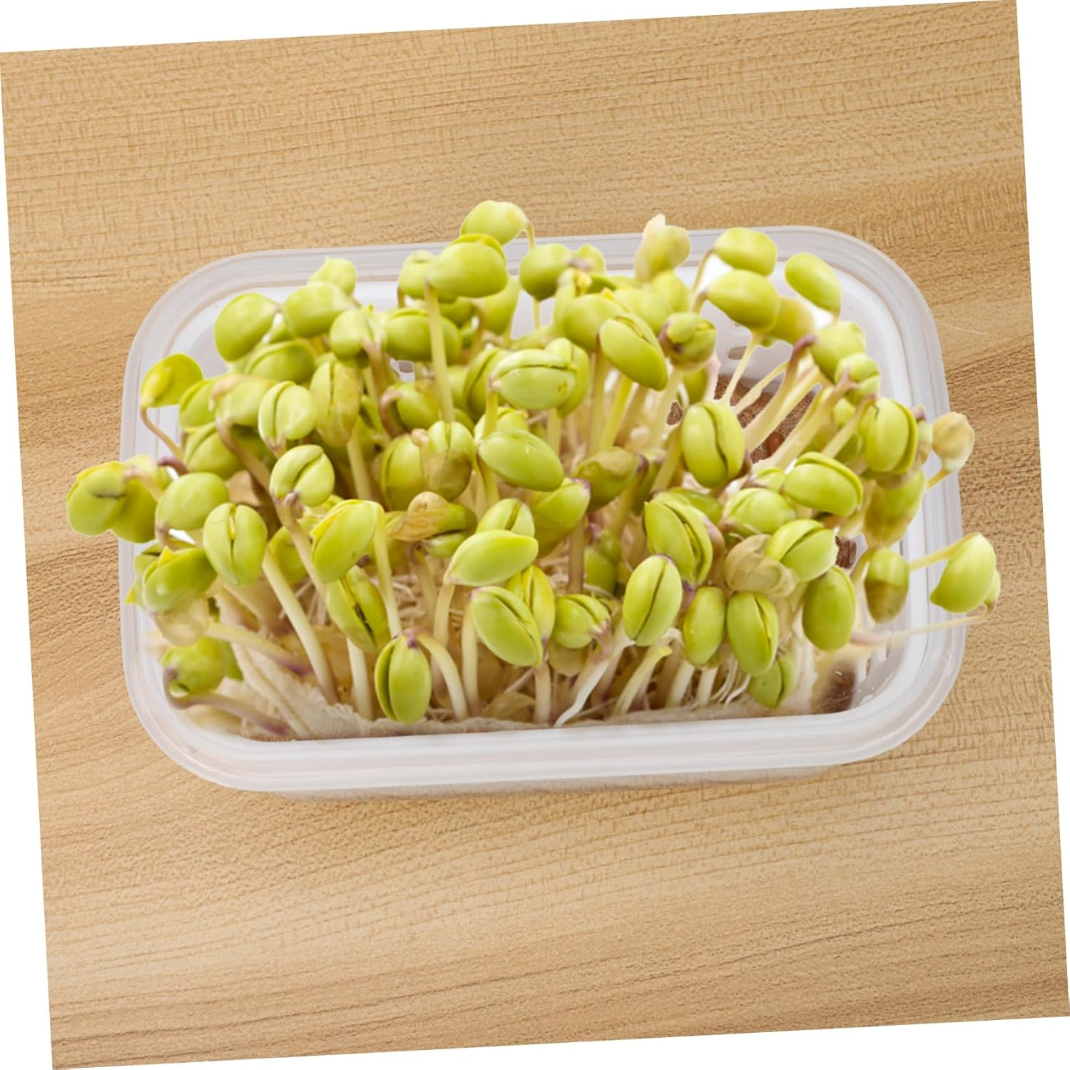 FONDOTIN 2Pcs Nursery Pots for Soilless Planting Small Sprouting Containers Drainage Holes for Indoor and Outdoor Gardening for Seedlings and Plant image number 2