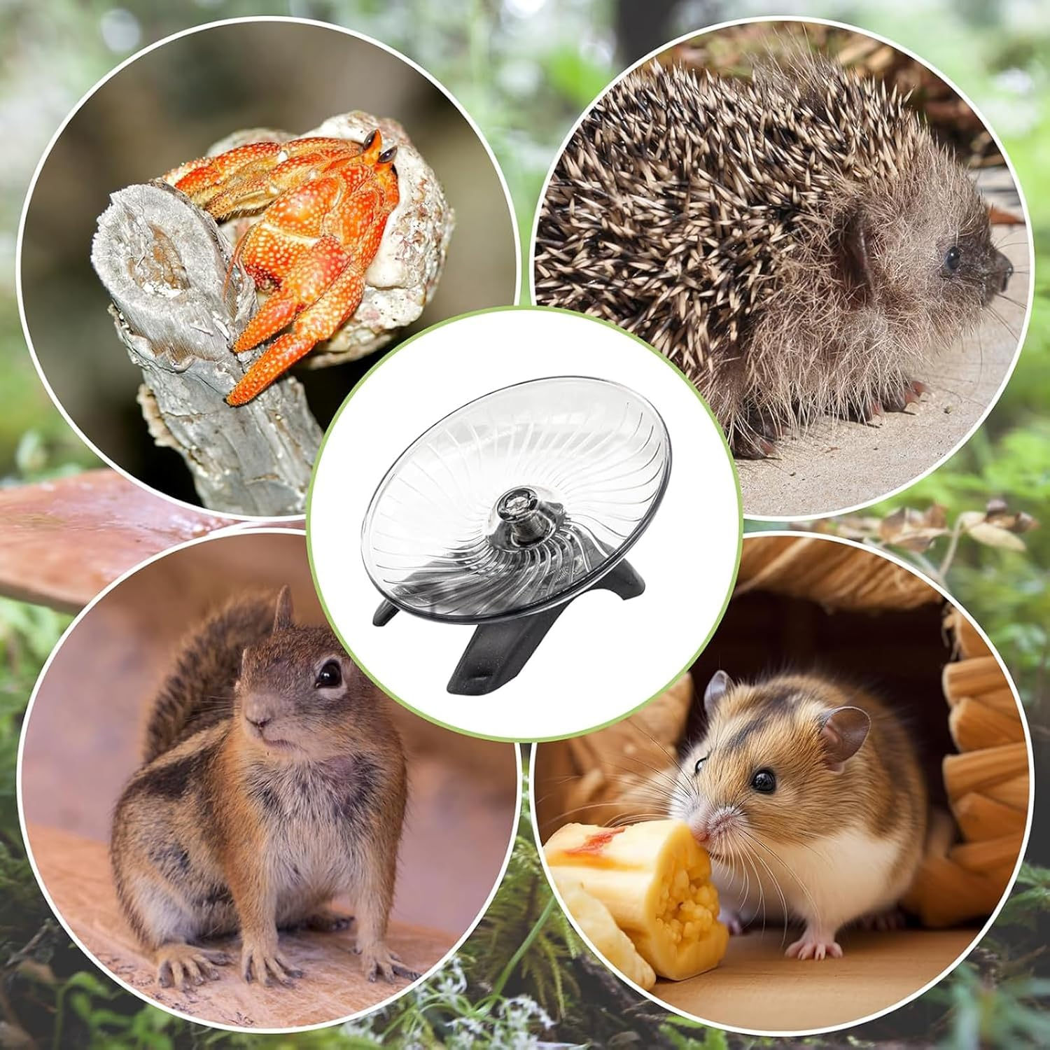 Hermit Crab Exercise Wheel - Silent Running Wheel for Crab Tank Accessories - Small Animal Wheel for Hamster Gerbils Hedgehogs image number 4