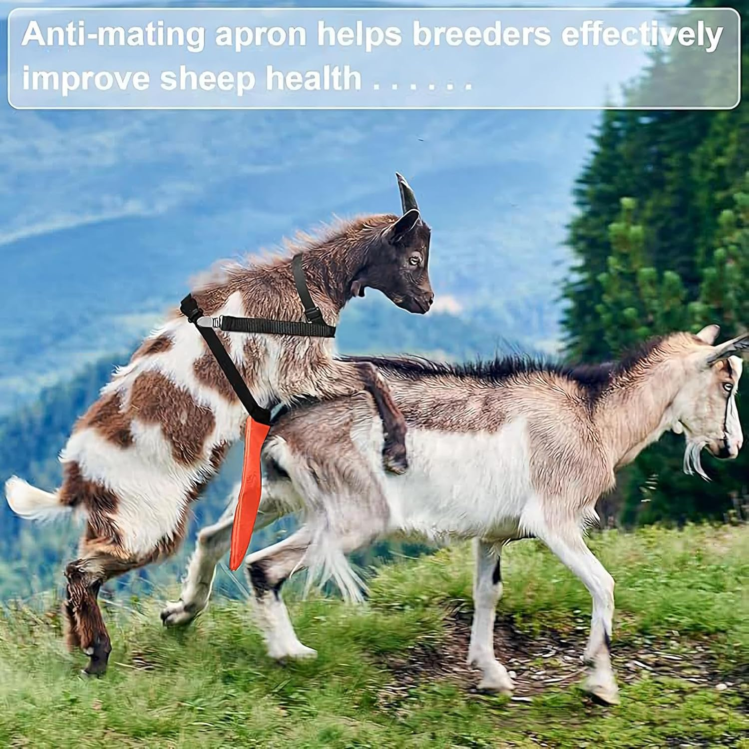 Goat anti Mating Apron - anti Breeding Sheep Animal Skirt for Goats,Livestock Clothing Bellyband for Livestock Keepers Homesteaders Farm Owners Breeders image number 3