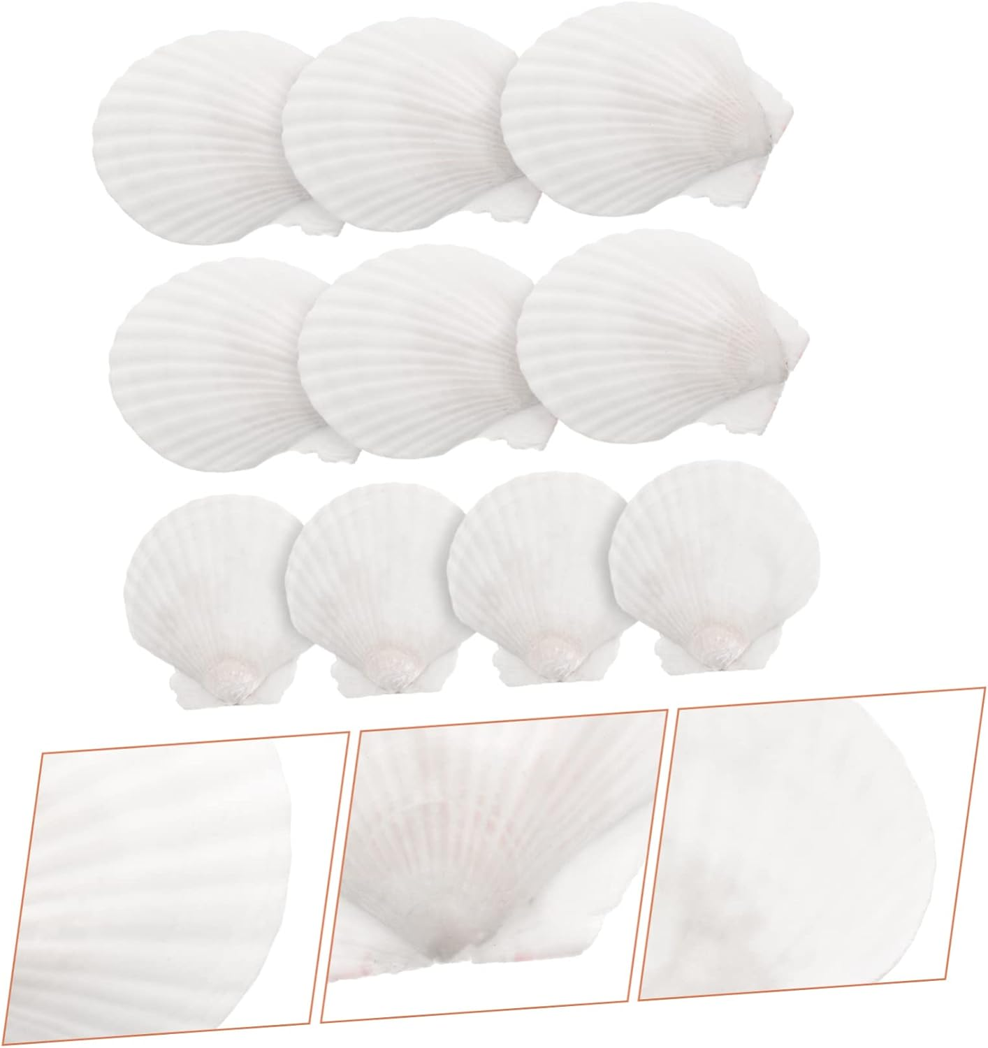 10Pcs Natural White Scallop Shells for DIY Crafts Home Decoration Aquarium Ornaments and Seasonal Projects image number 3