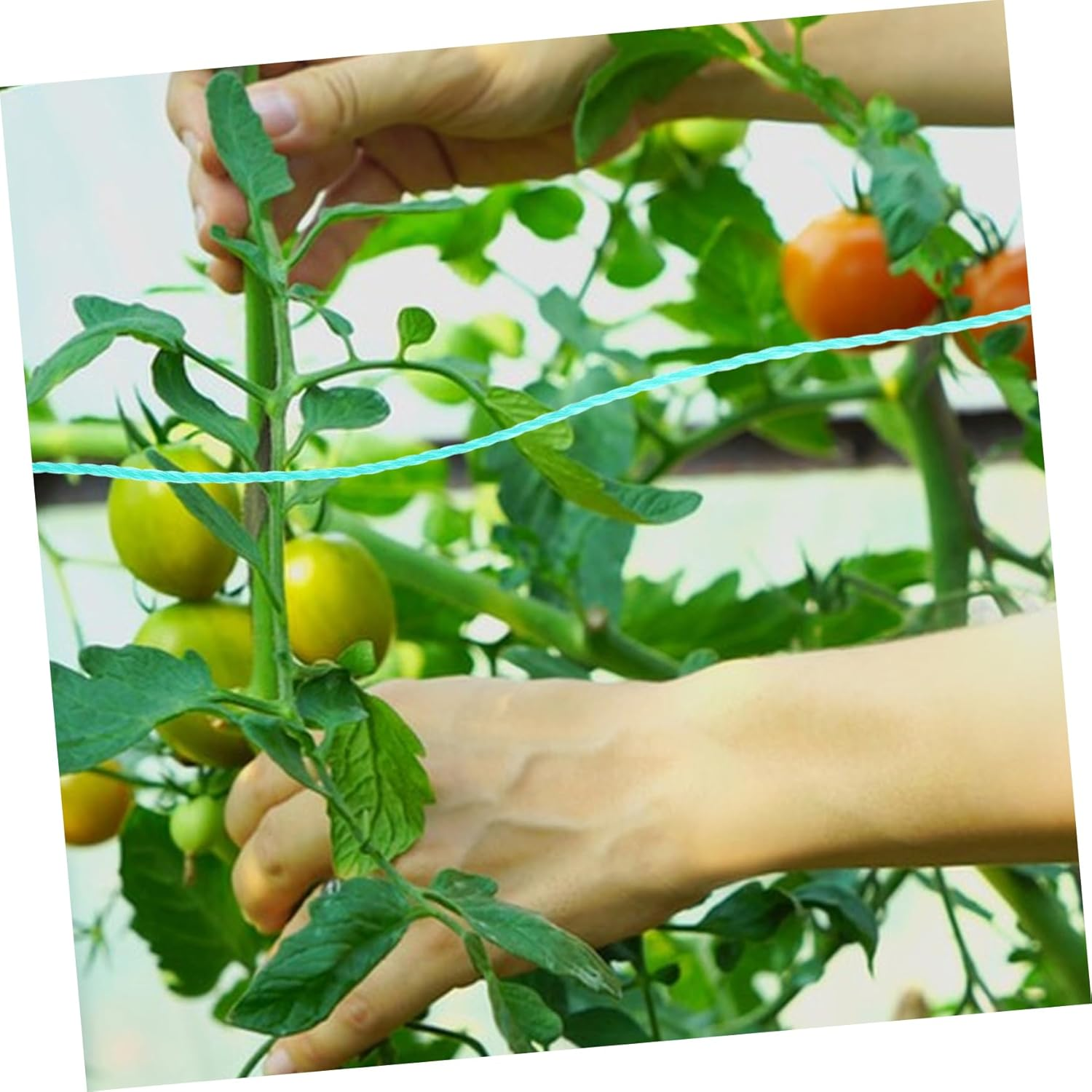 Milisten Garden Twine String Vine Climbing Twine Rope for Plants, 18-Strand Green Nylon Polyethylene, Sturdy Climbing Plants Tie Rope for Gardening and Vegetable Vines,