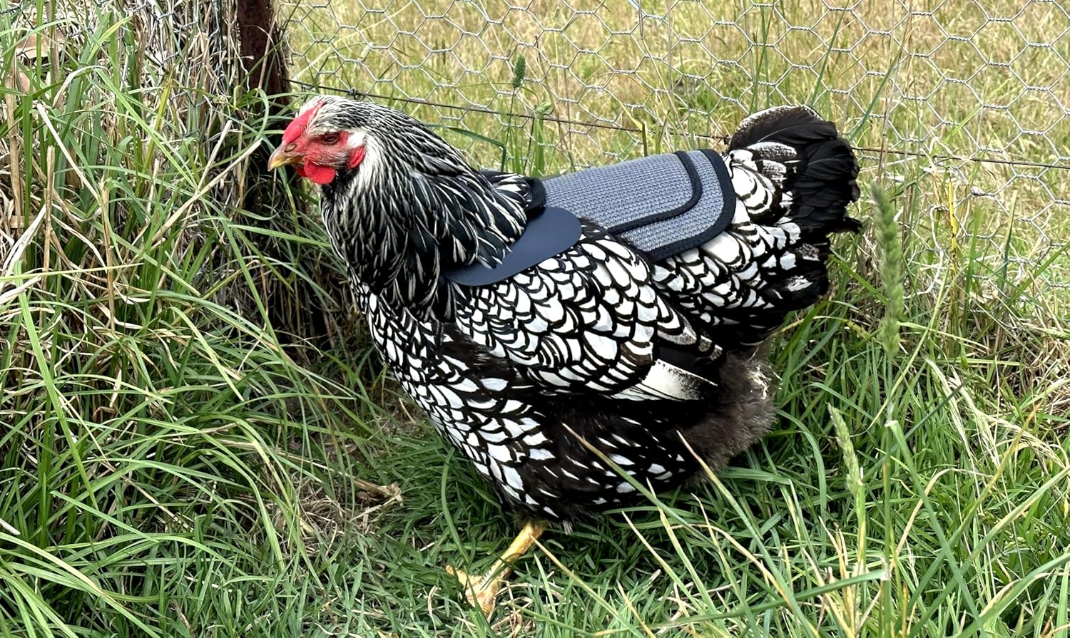 DOWN under OUTDOORS 4 Pack Premium Chicken Saddle with Adjustable Straps to Suit Medium and Large Hens, Poultry Saver, Protector, Apron, Supplies, Care Products (Grey Mesh)&hellip;