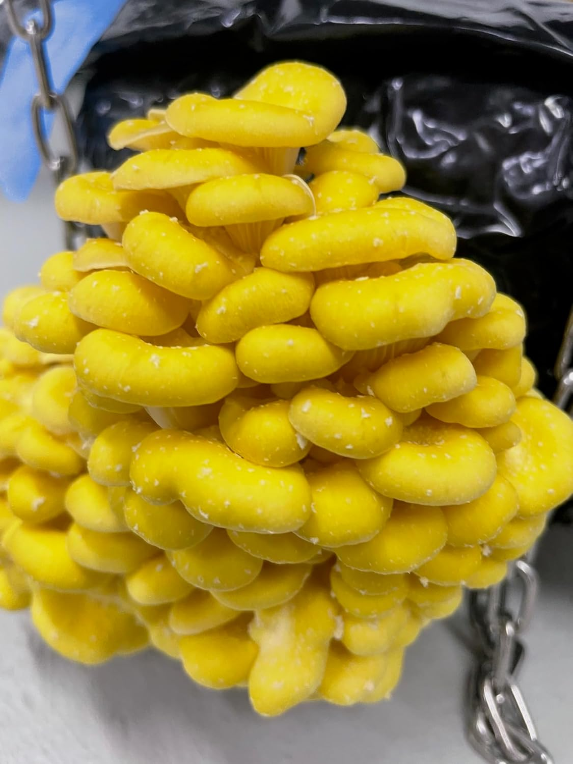 Soy Hull Pellets | 1KG | Non-Gmo Australian Grown | Mushroom Substrate Supplement | Animal Feed Supply