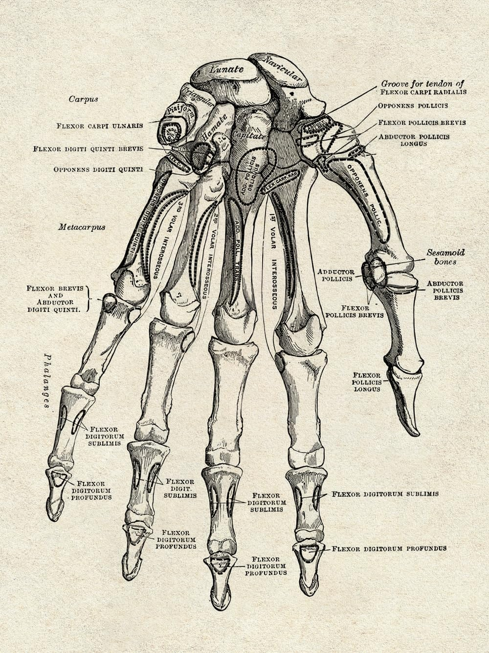 Ohhvvow Human Anatomy Artwork Medical Wall Picture Muscle Skeleton Vintage Poster Nordic Canvas Print Education Painting Modern Decor(Unframed) image number 6