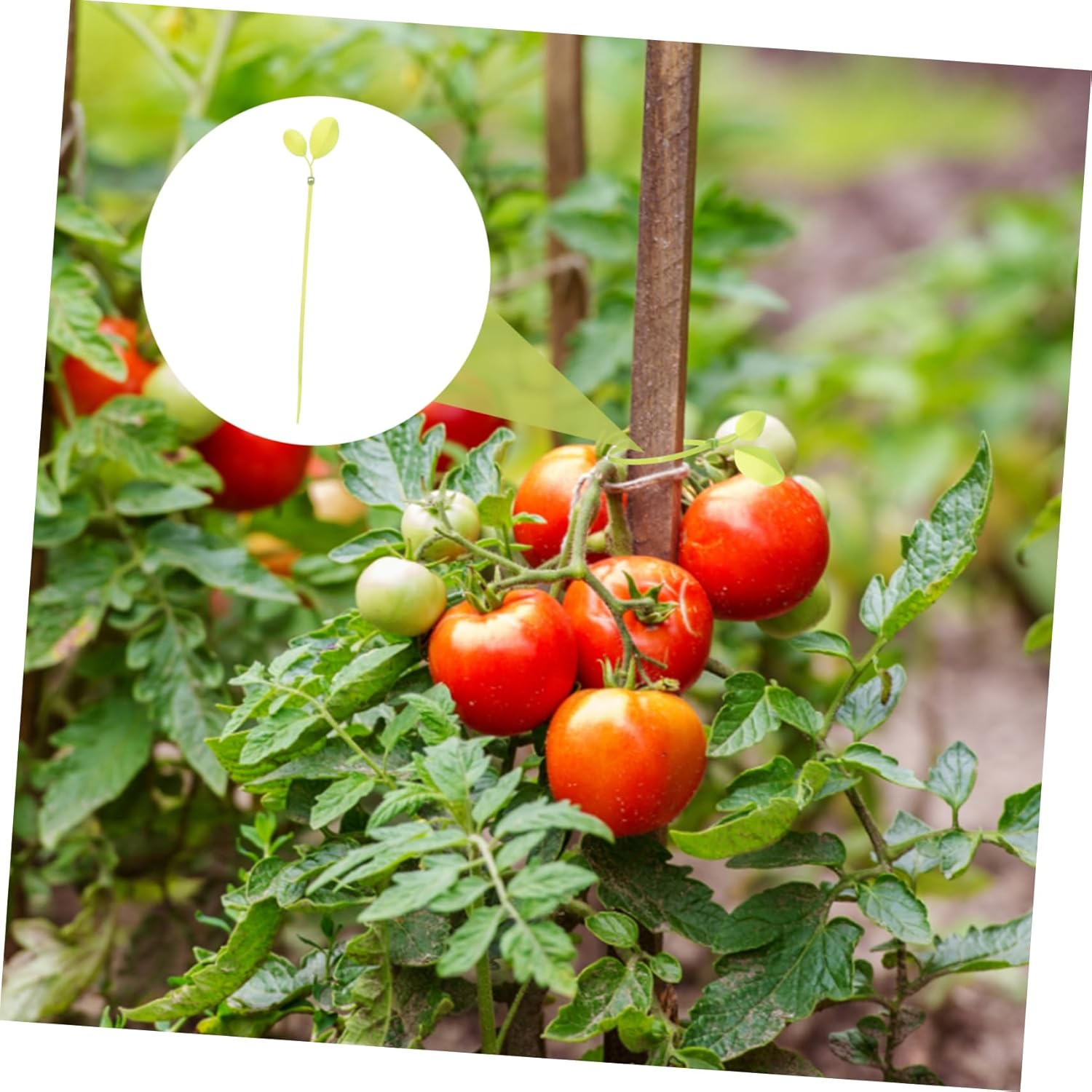 Kisangel 3 Sets Plant Wire Ties for Plants Fixing Belts Flower Label Gardening Tool for Outdoor Garden Use image number 6