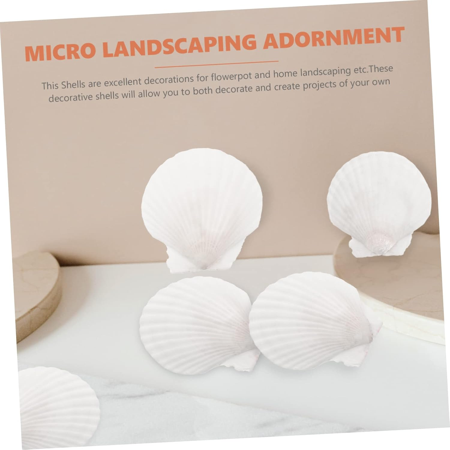 10Pcs Natural White Scallop Shells for DIY Crafts Home Decoration Aquarium Ornaments and Seasonal Projects image number 6